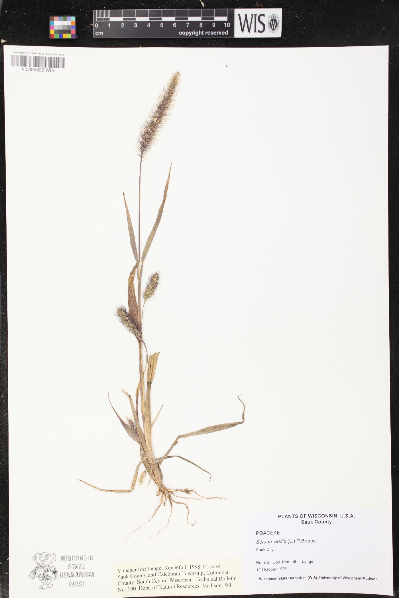 Setaria viridis image
