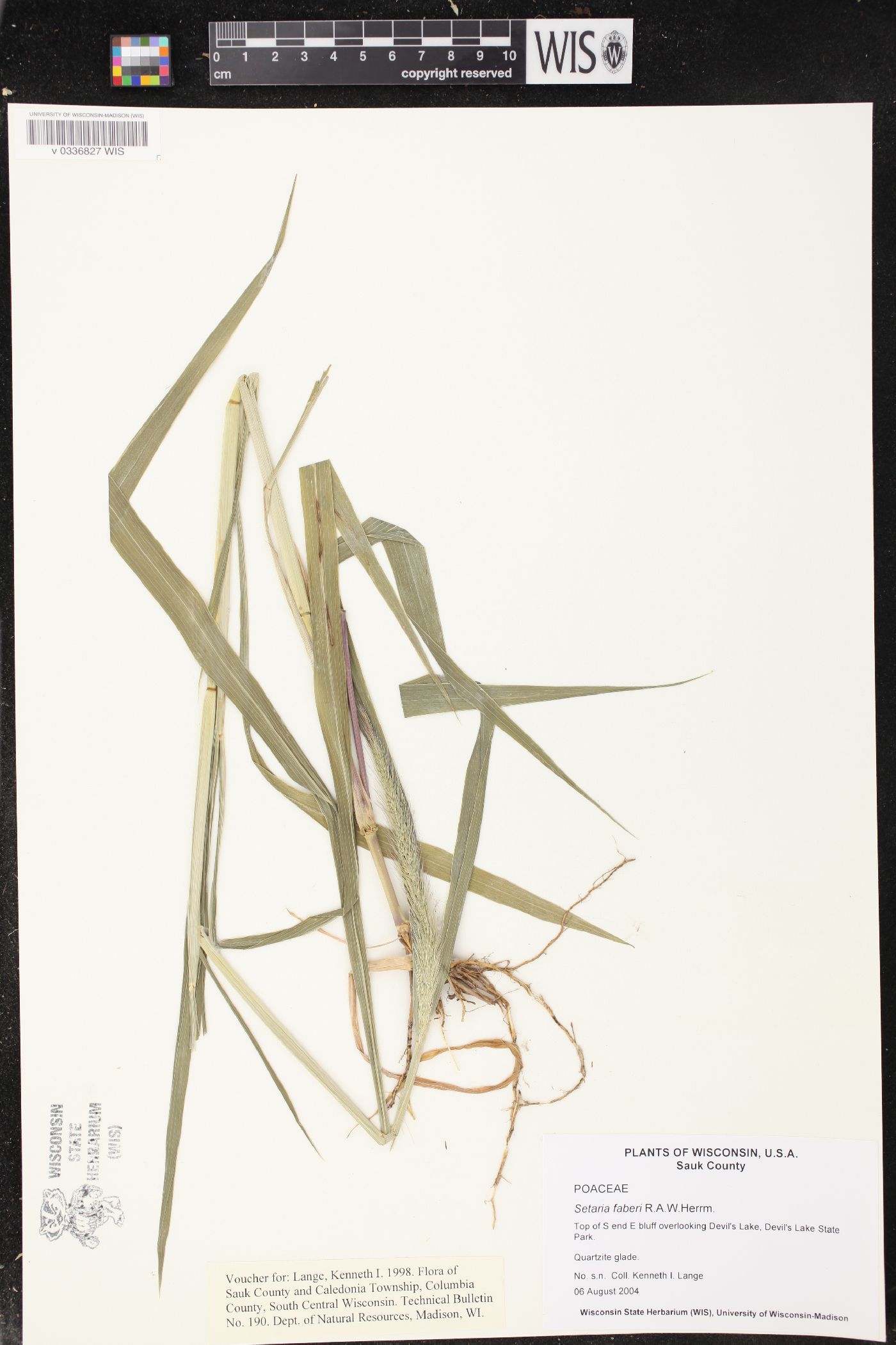 Setaria faberi image