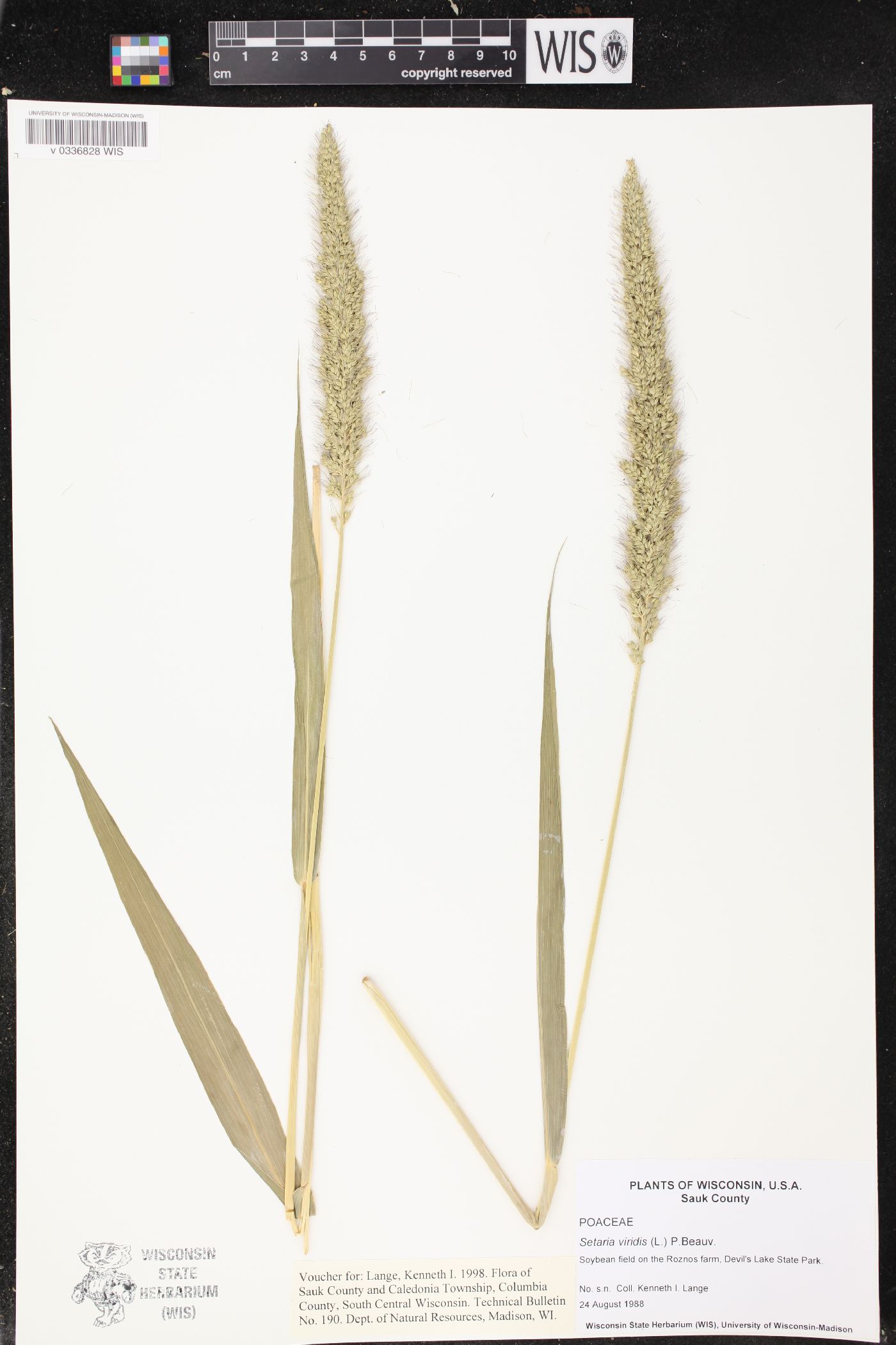 Setaria viridis image