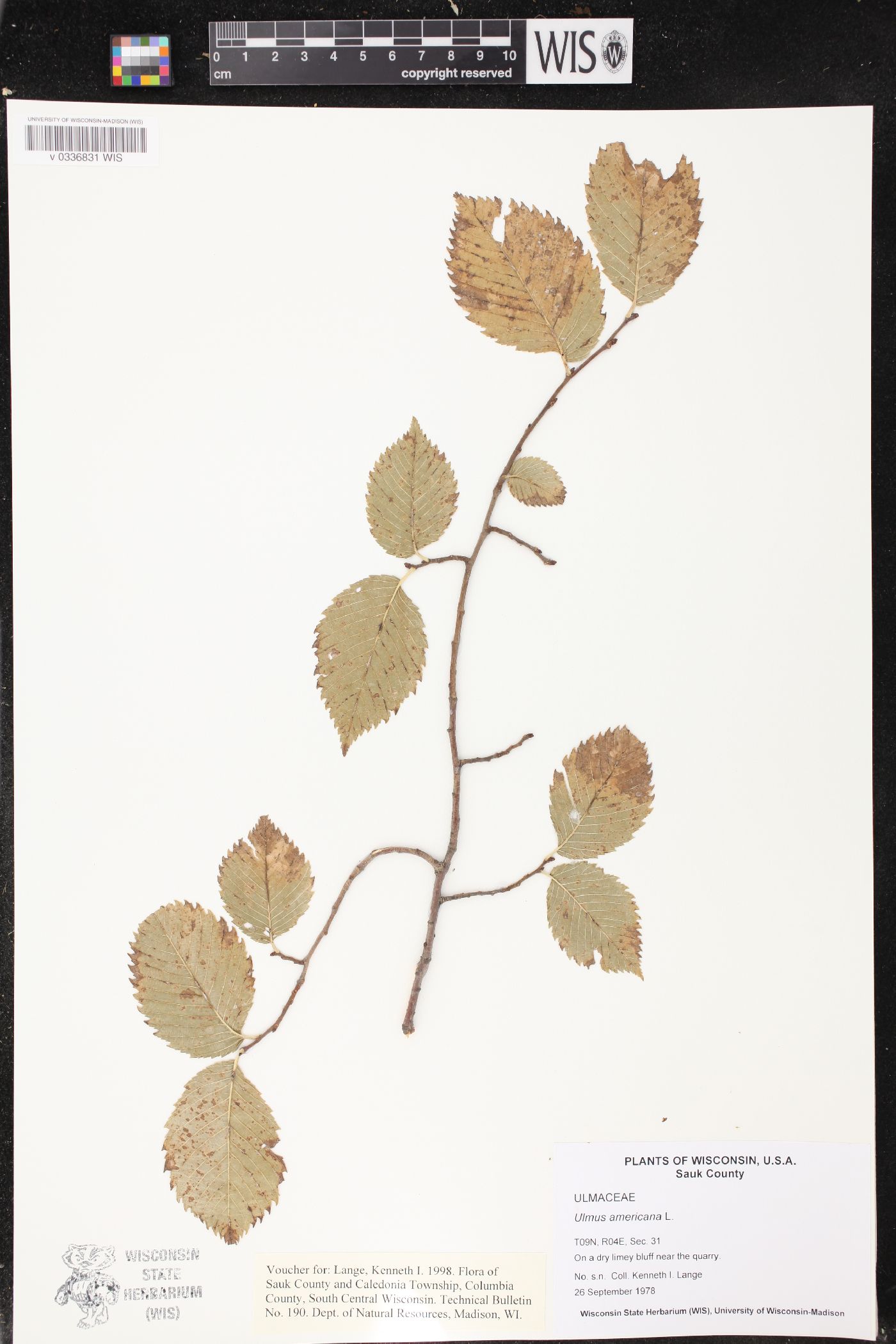 Ulmus americana image