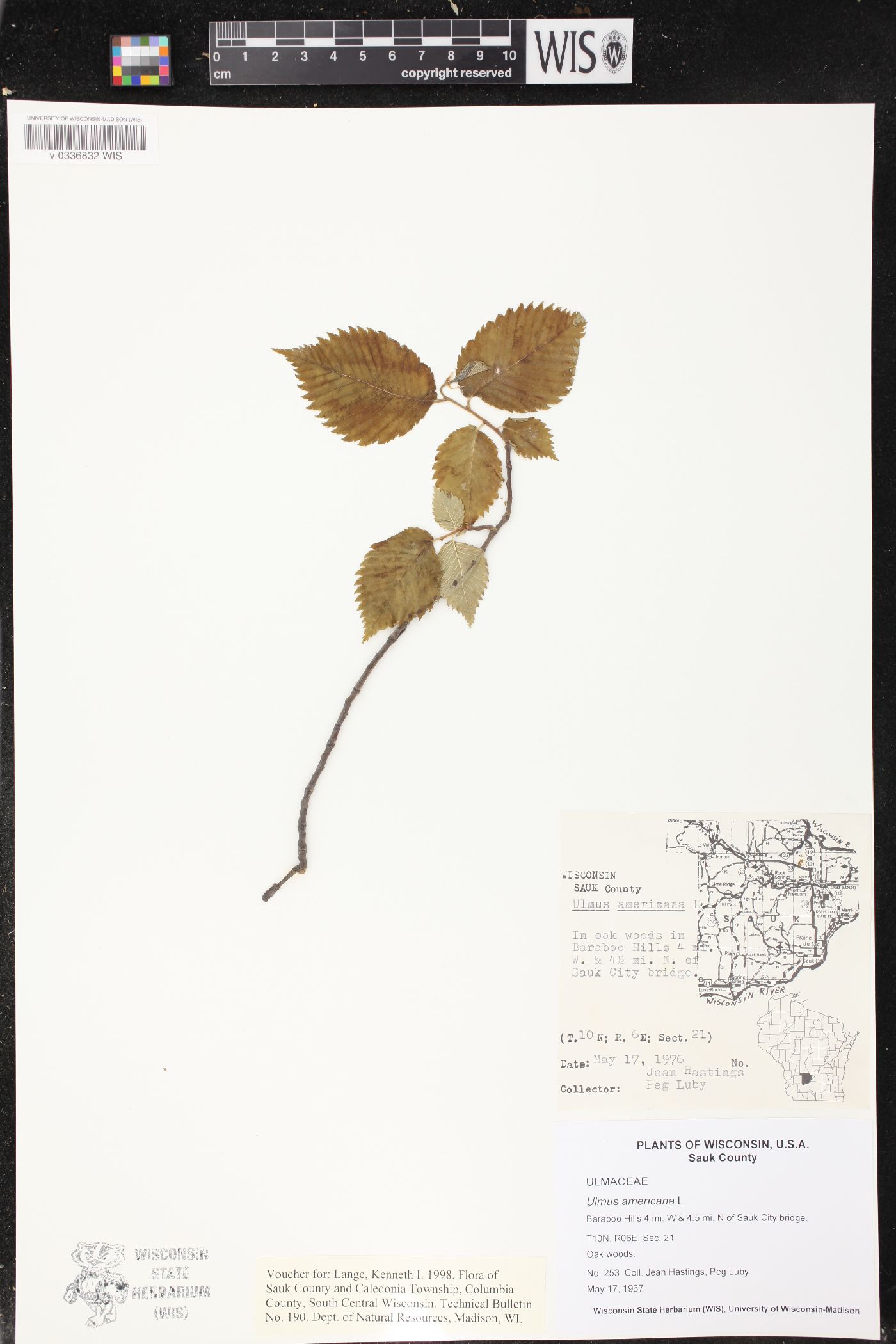 Ulmus americana image