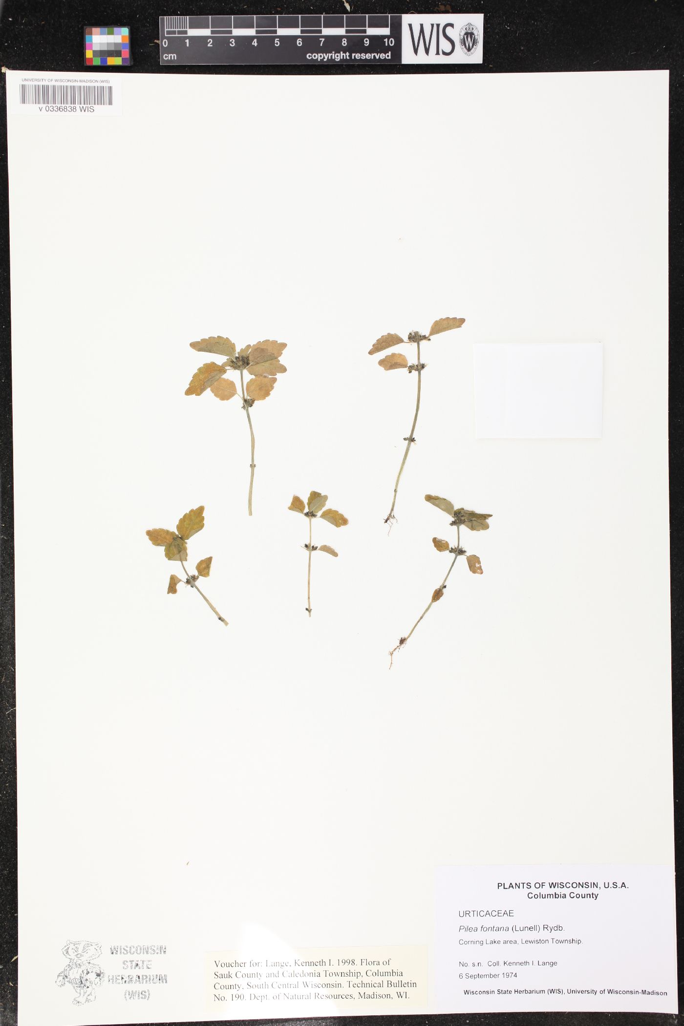 Pilea fontana image