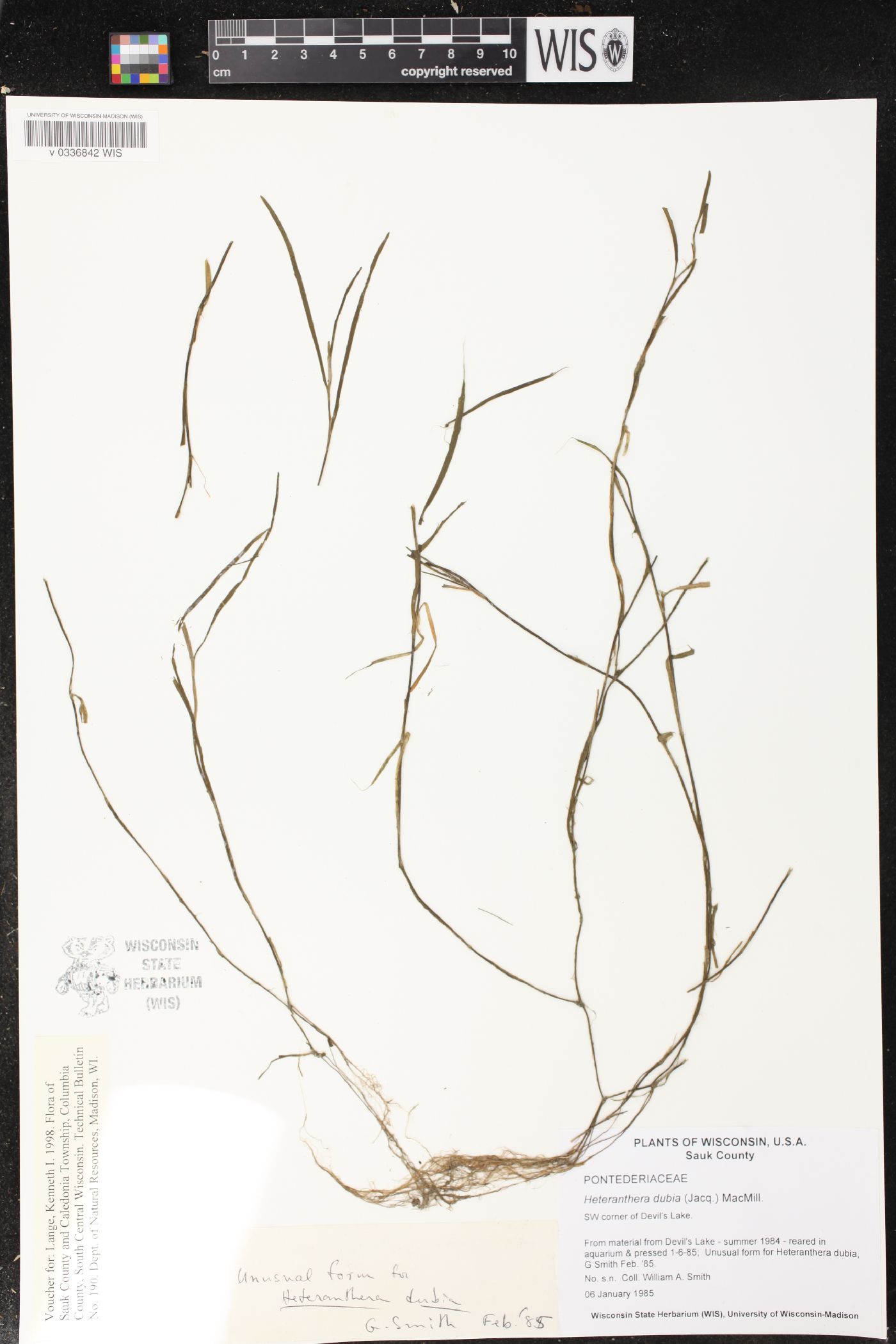 Heteranthera dubia image
