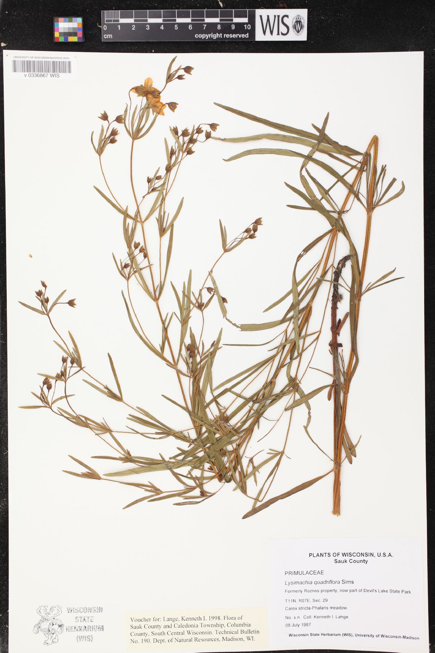 Lysimachia quadriflora image