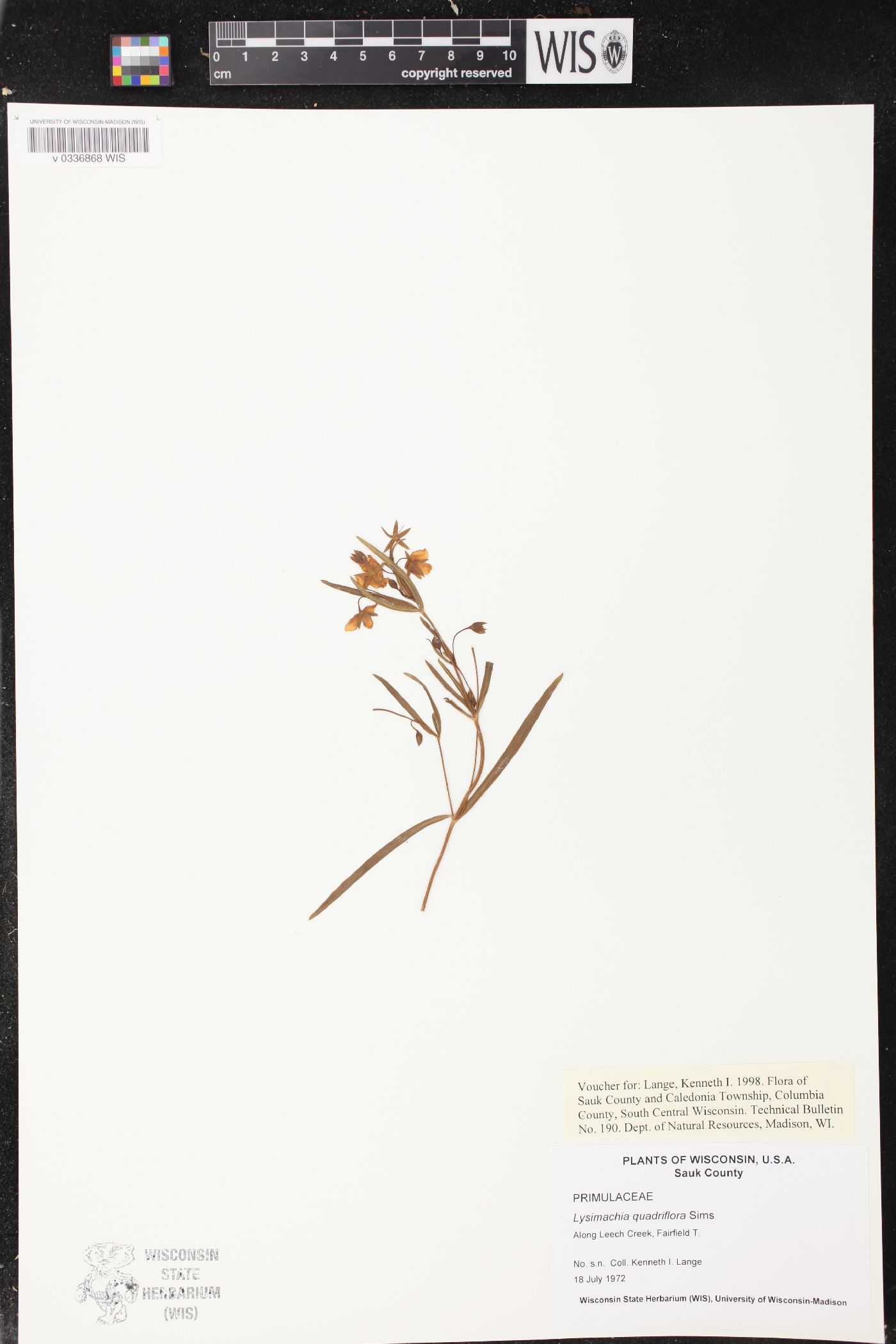 Lysimachia quadriflora image