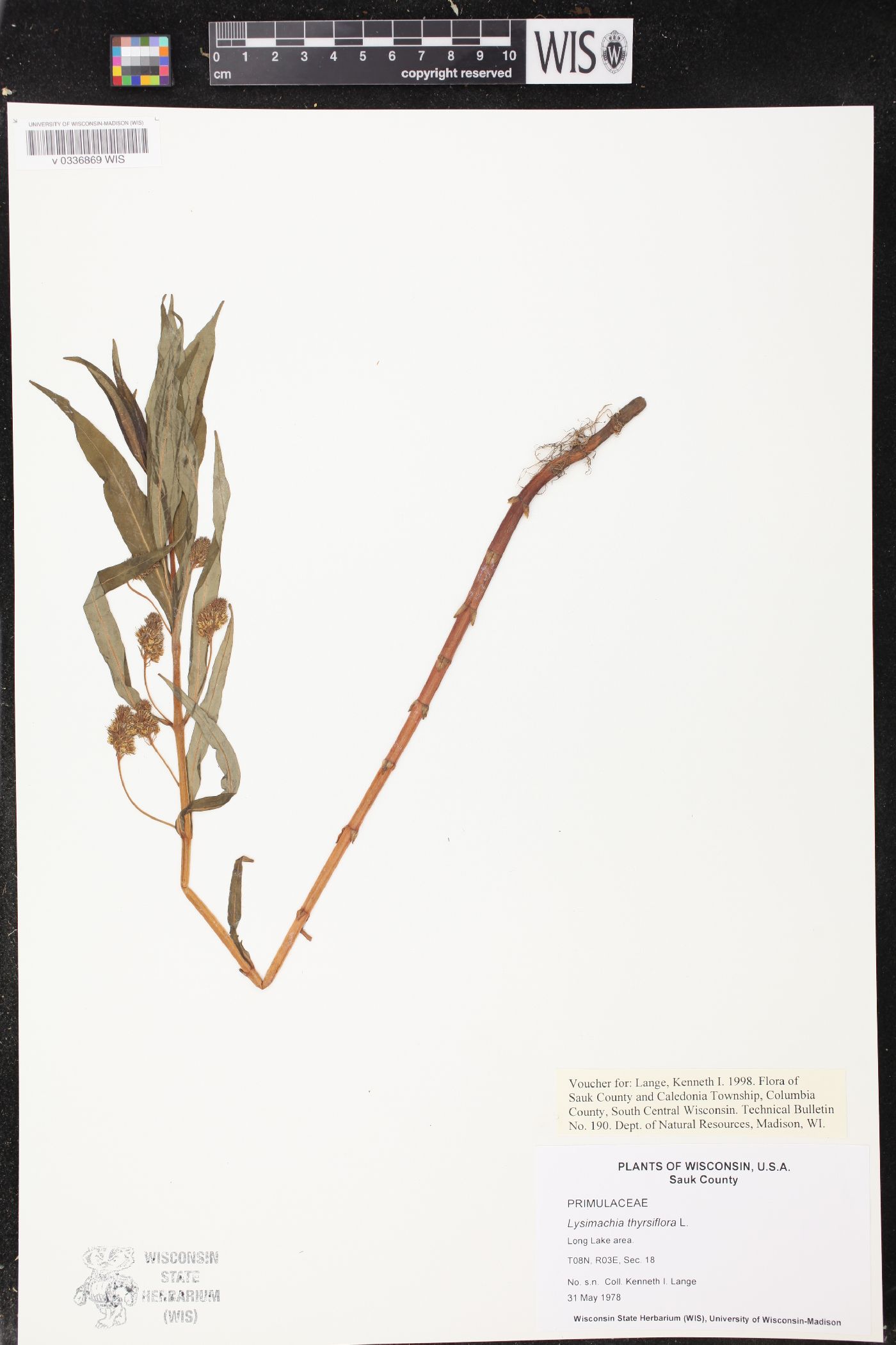 Lysimachia thyrsiflora image