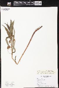 Lysimachia thyrsiflora image