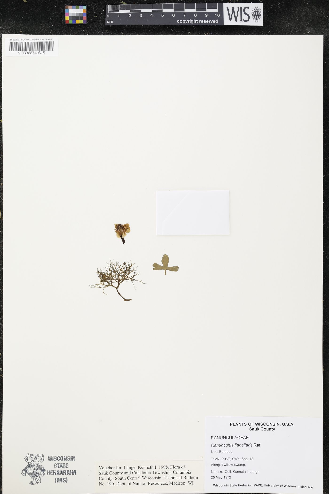 Ranunculus flabellaris image
