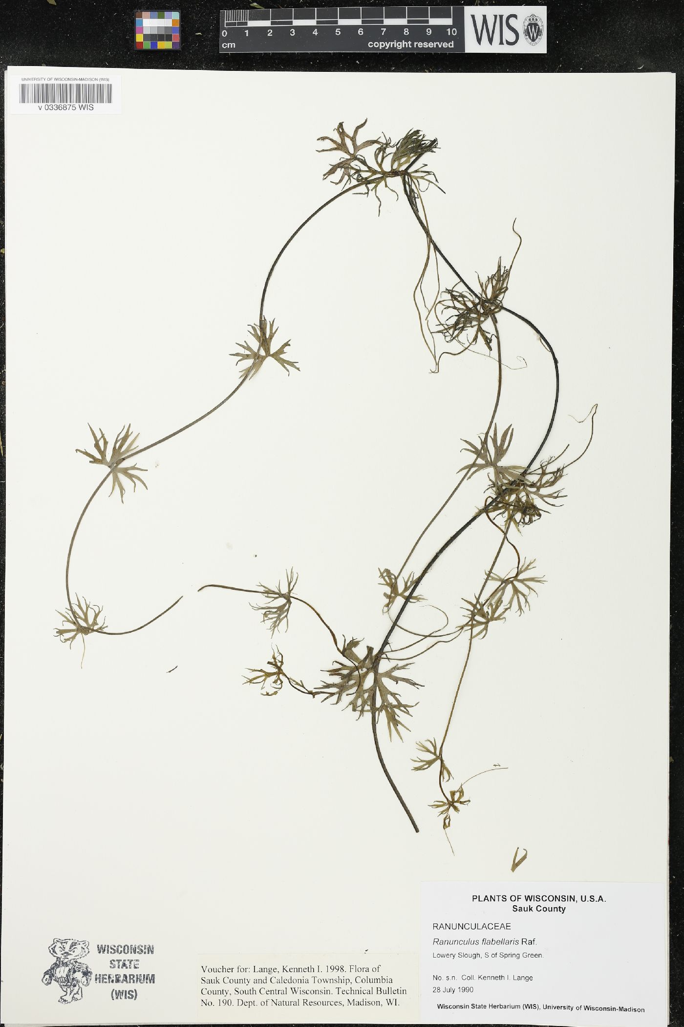 Ranunculus flabellaris image