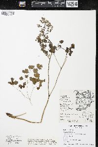 Thalictrum dioicum image