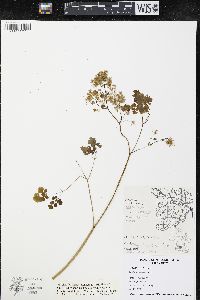 Thalictrum dioicum image