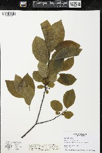 Rhamnus alnifolia image