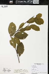 Frangula alnus image