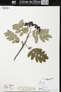 Sorbus aucuparia image