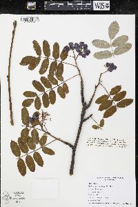 Sorbus decora image