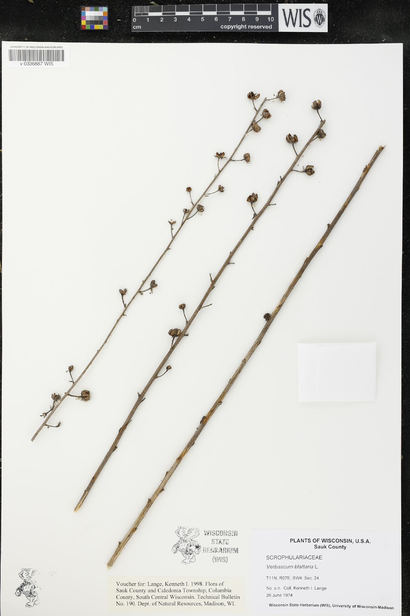Verbascum blattaria image