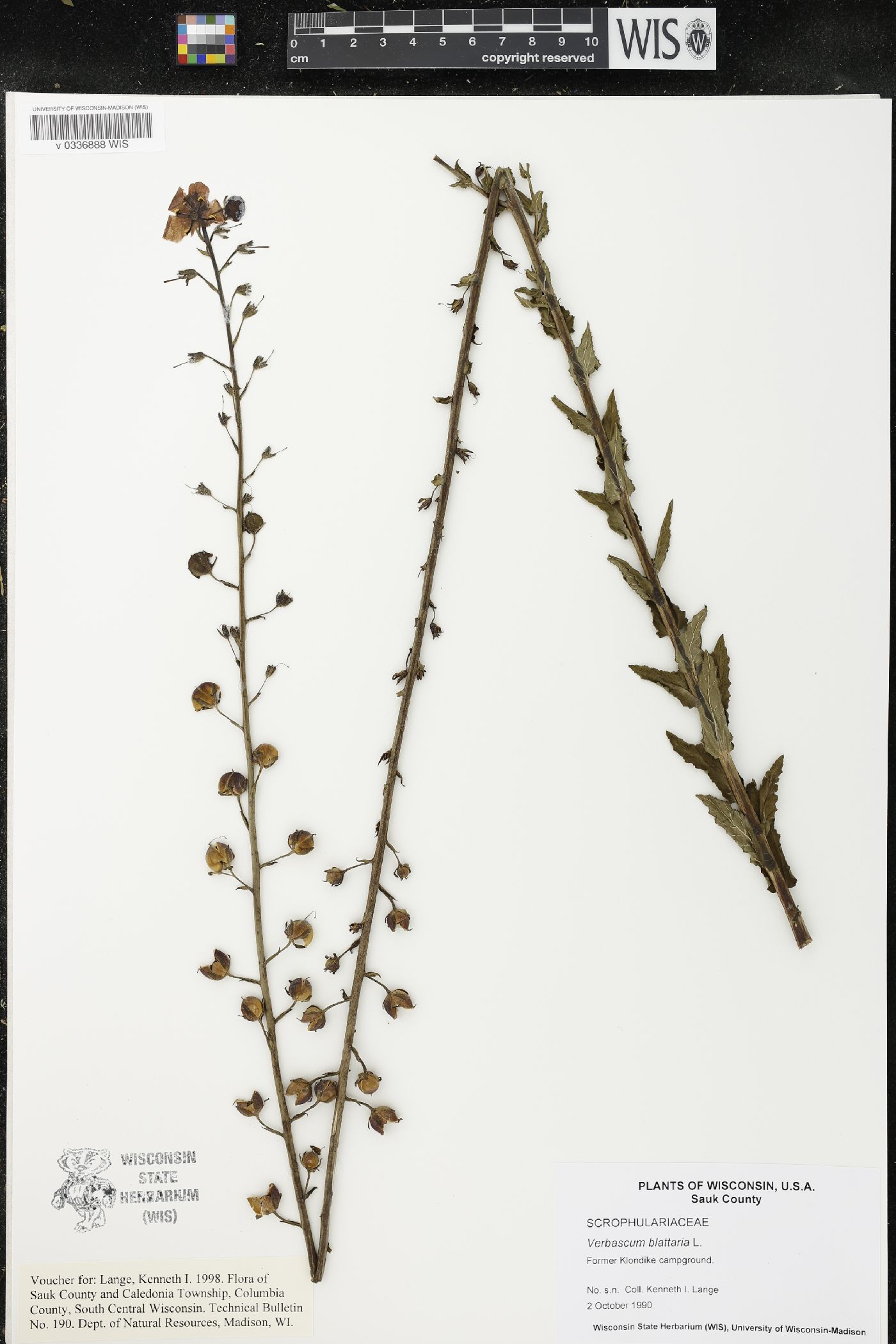 Verbascum blattaria image