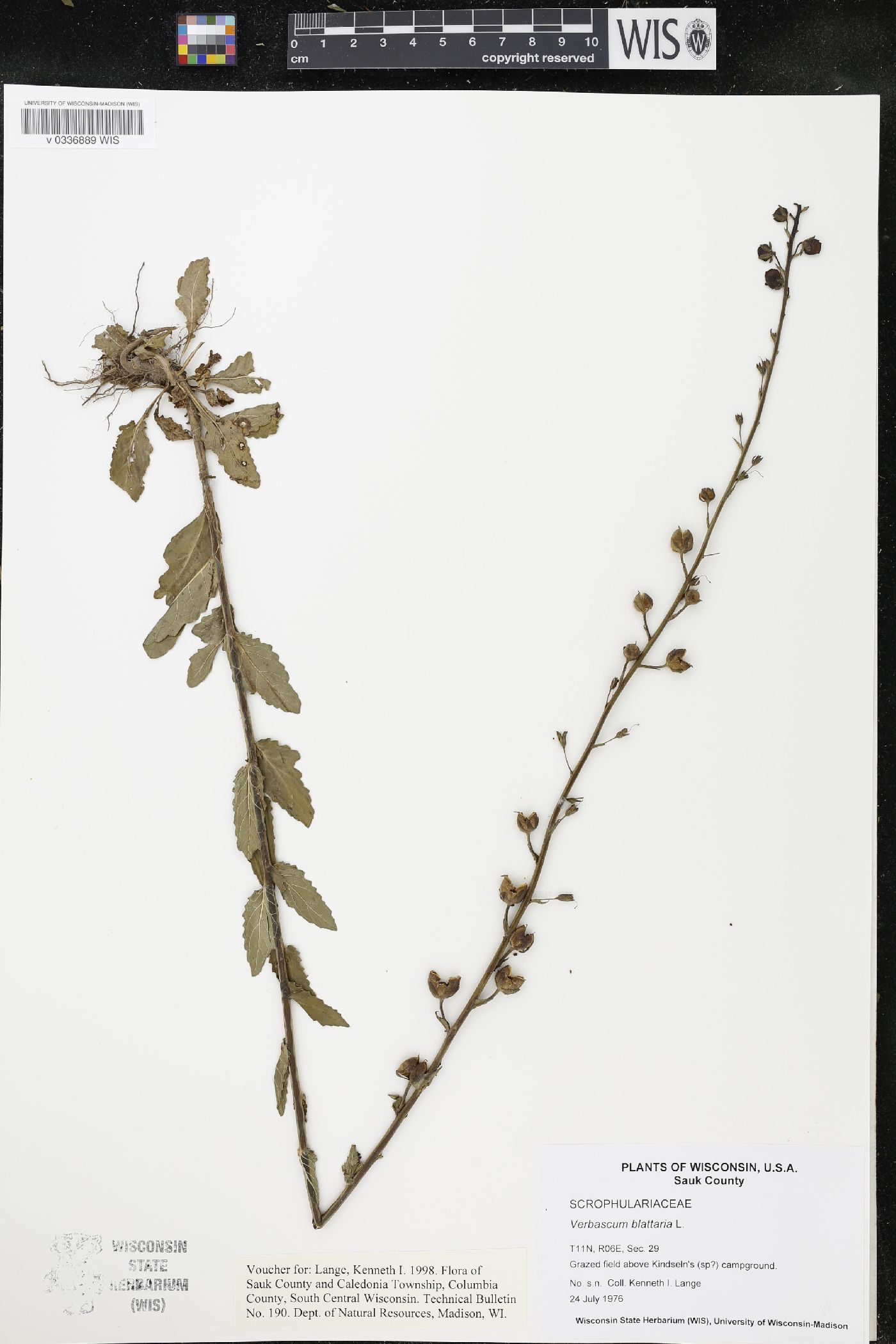 Verbascum blattaria image