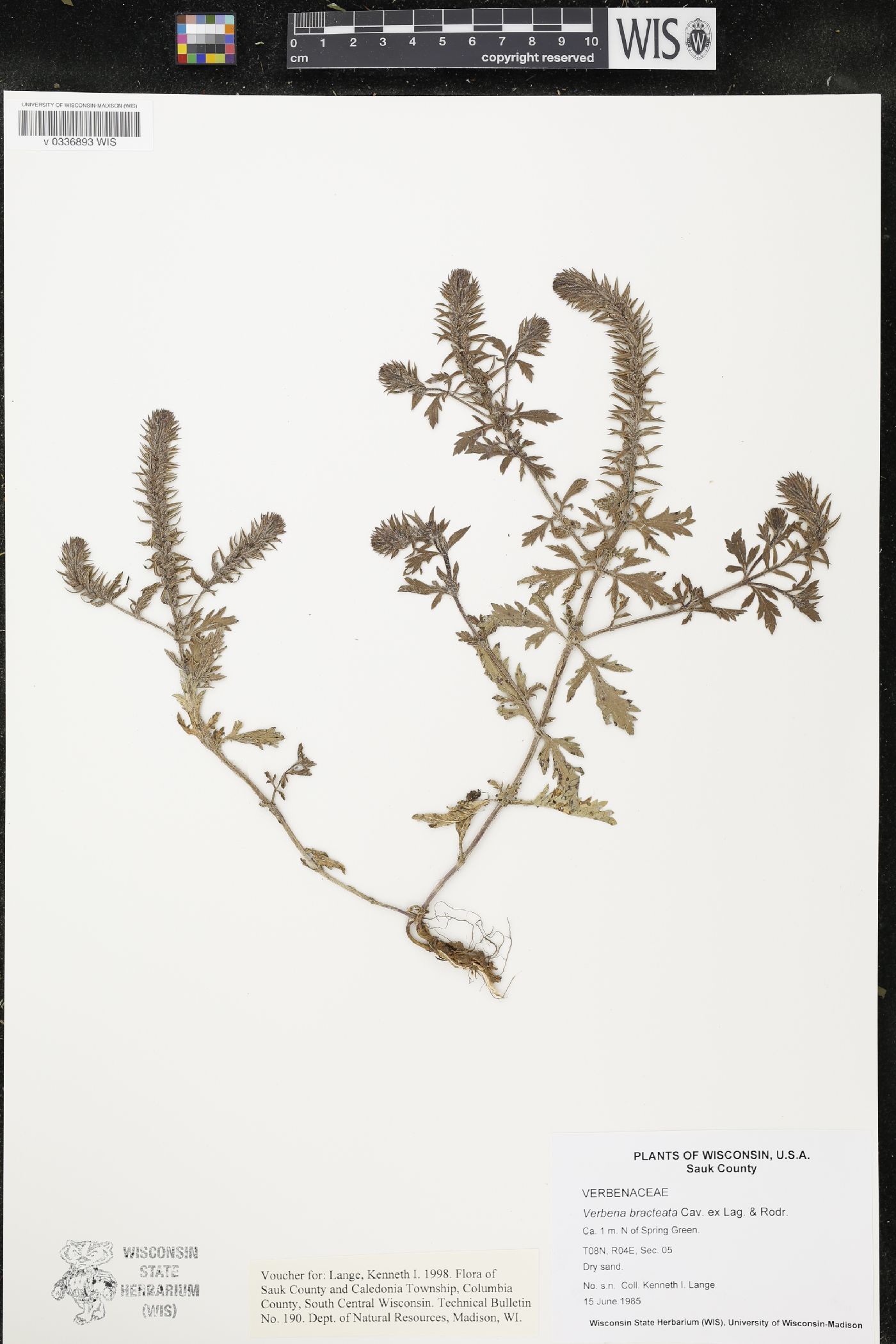 Verbena bracteata image
