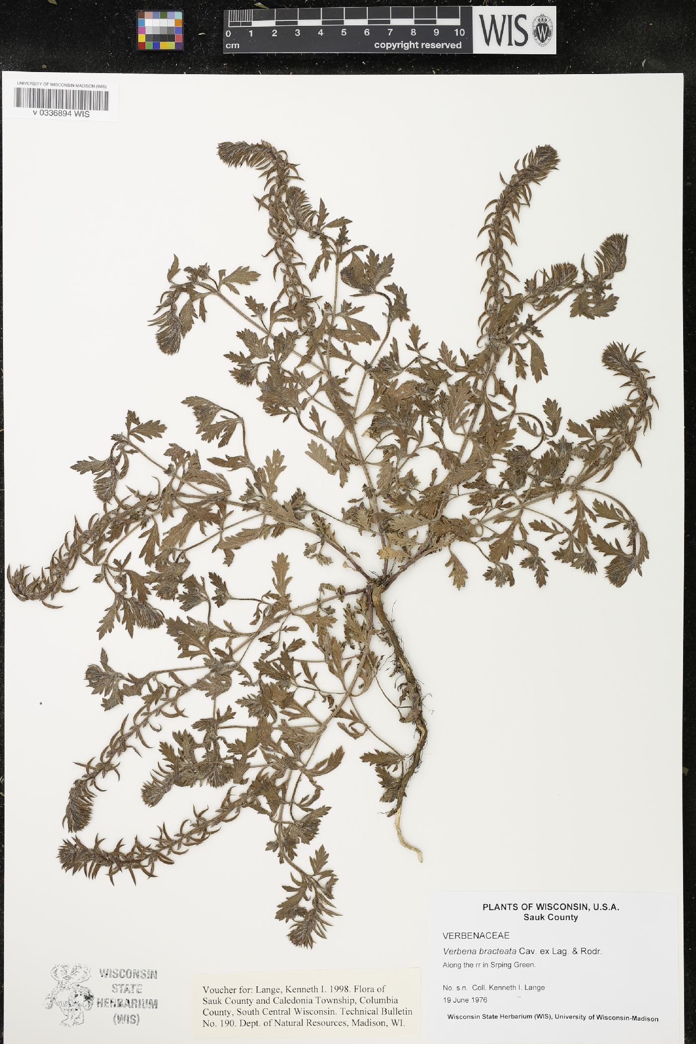 Verbena bracteata image