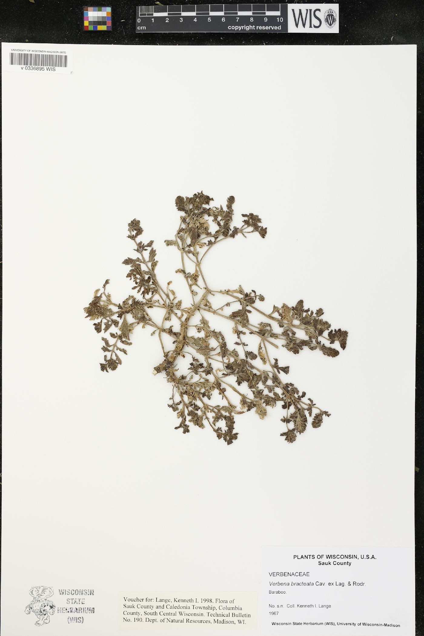 Verbena bracteata image