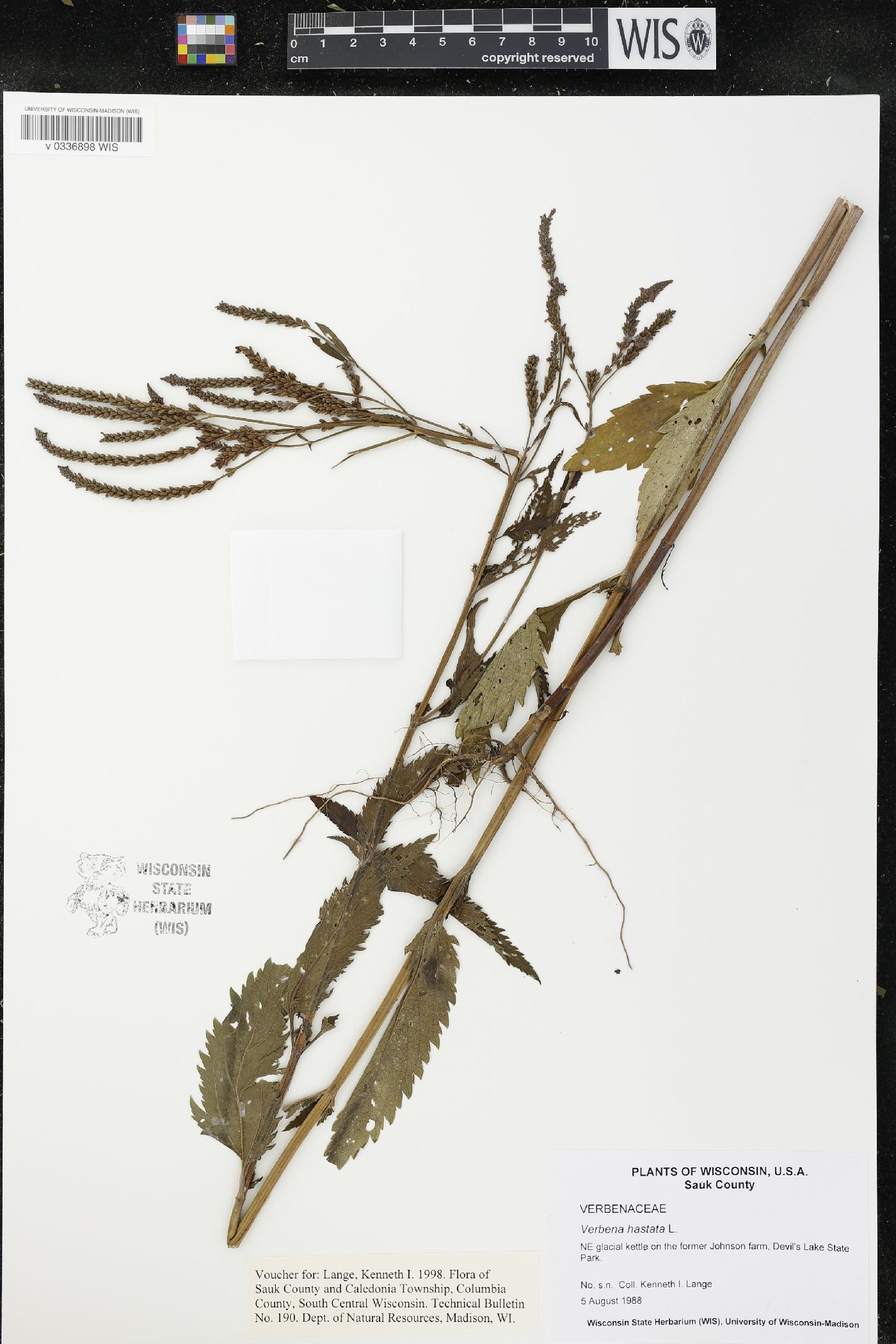 Verbena hastata image