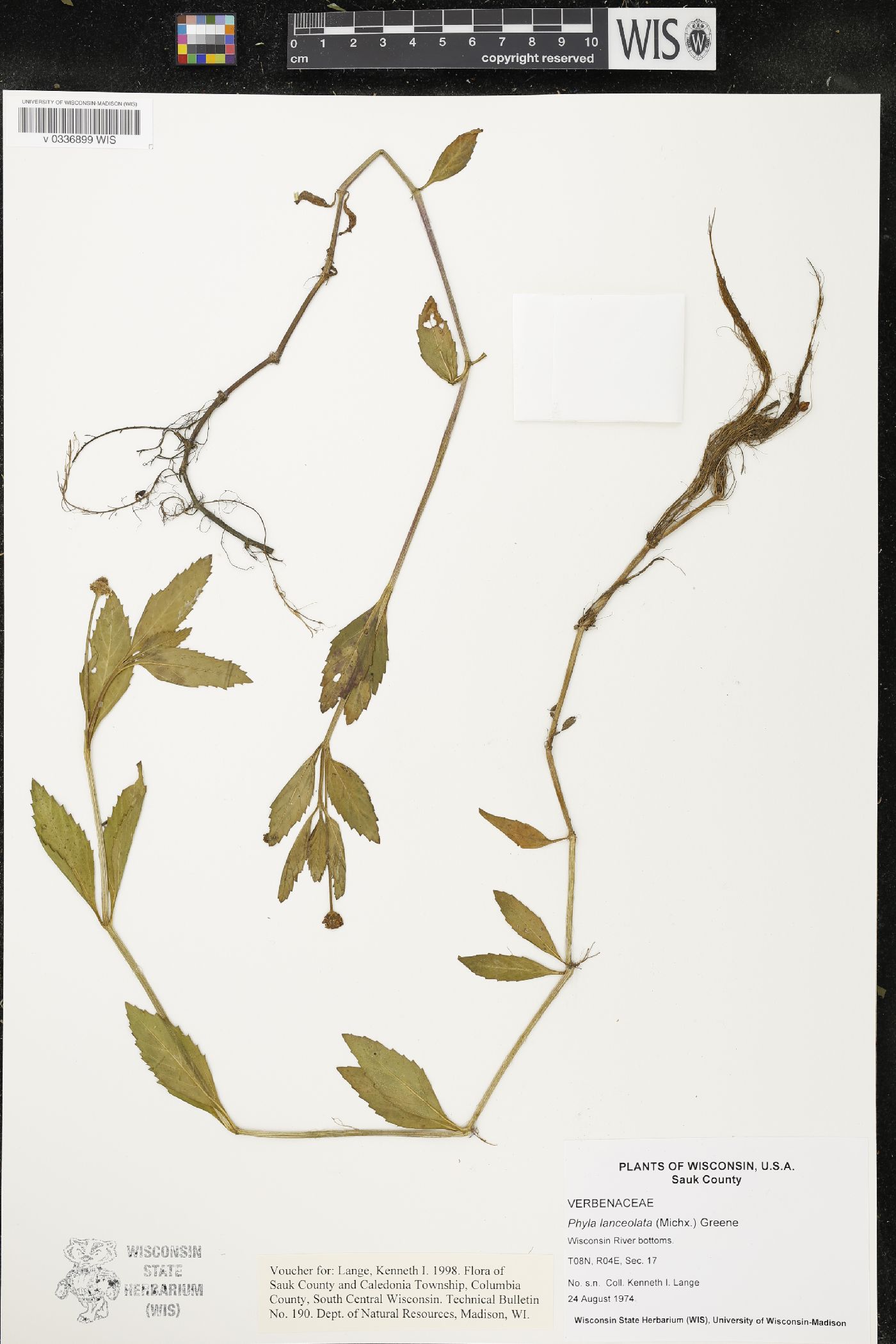 Phyla lanceolata image