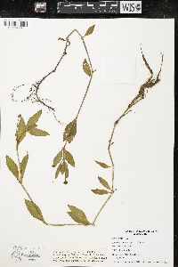 Phyla lanceolata image