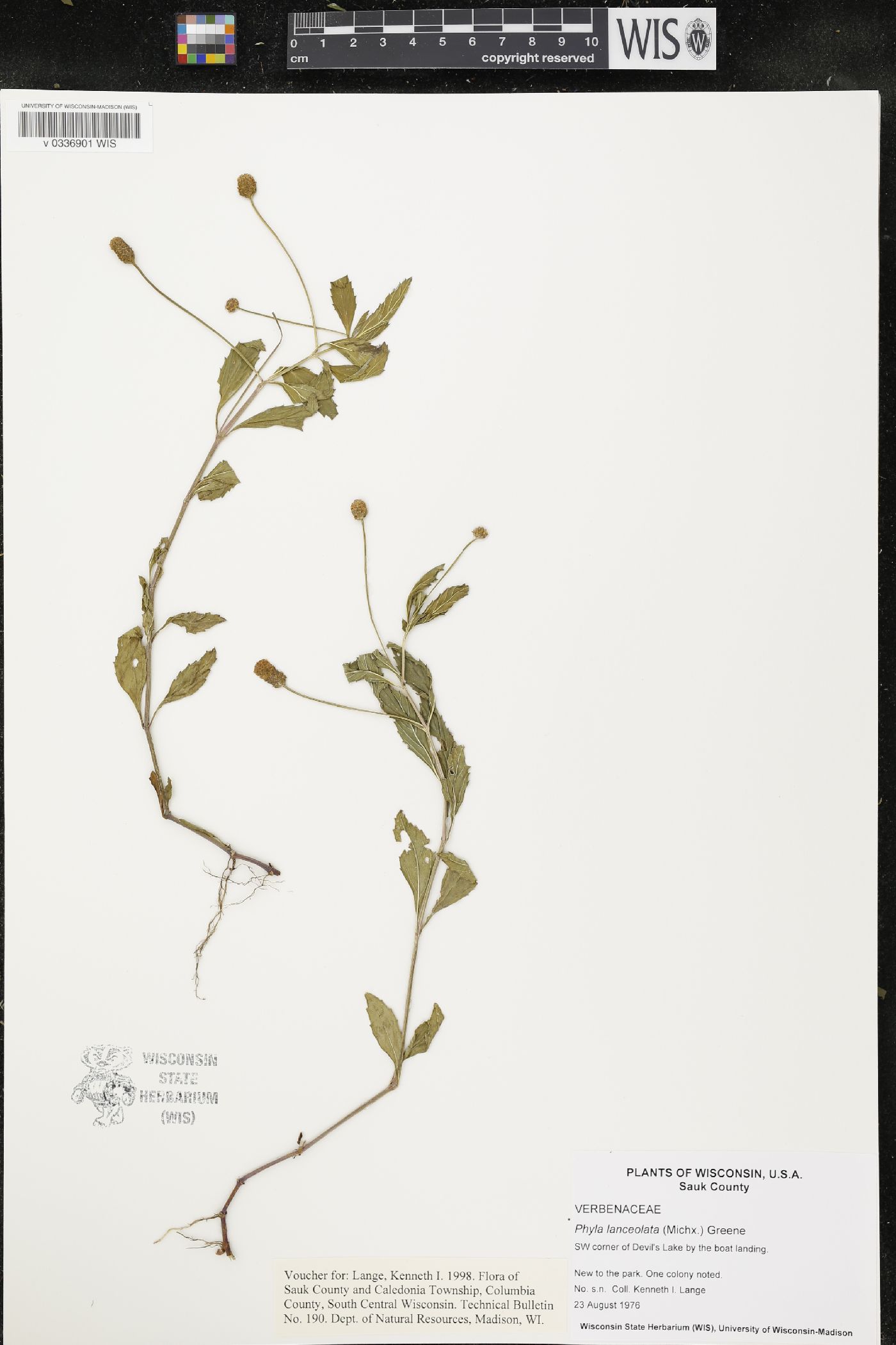 Phyla lanceolata image
