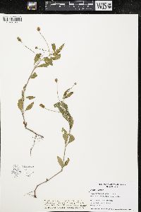 Phyla lanceolata image
