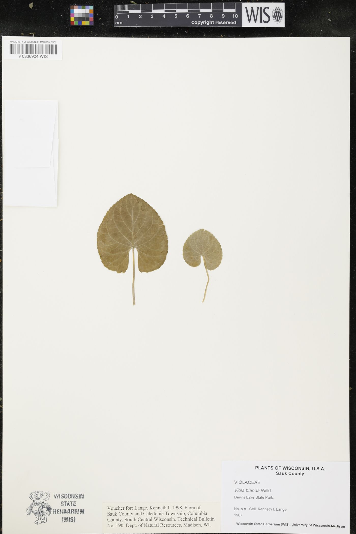 Viola blanda image