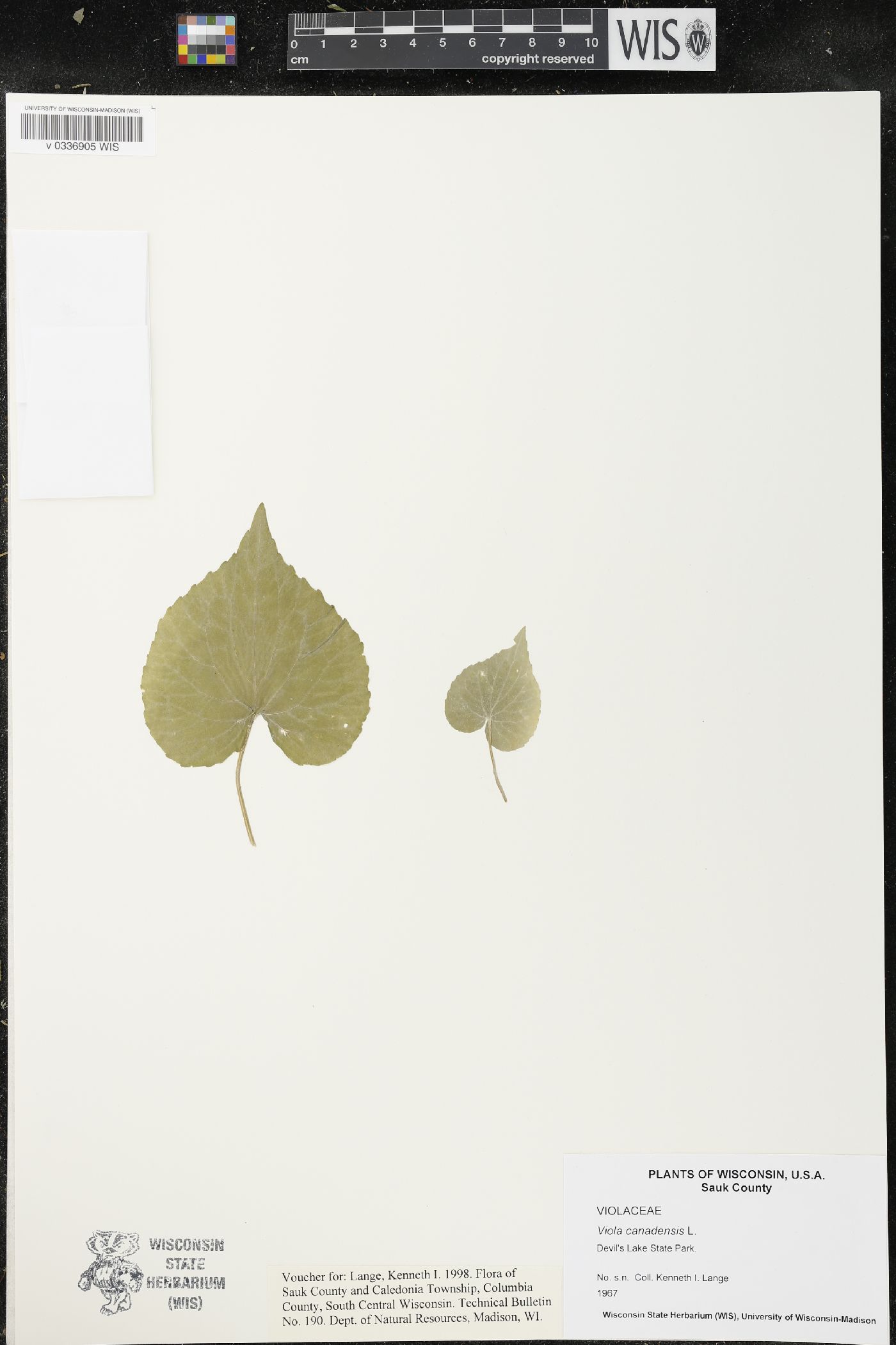 Viola canadensis image