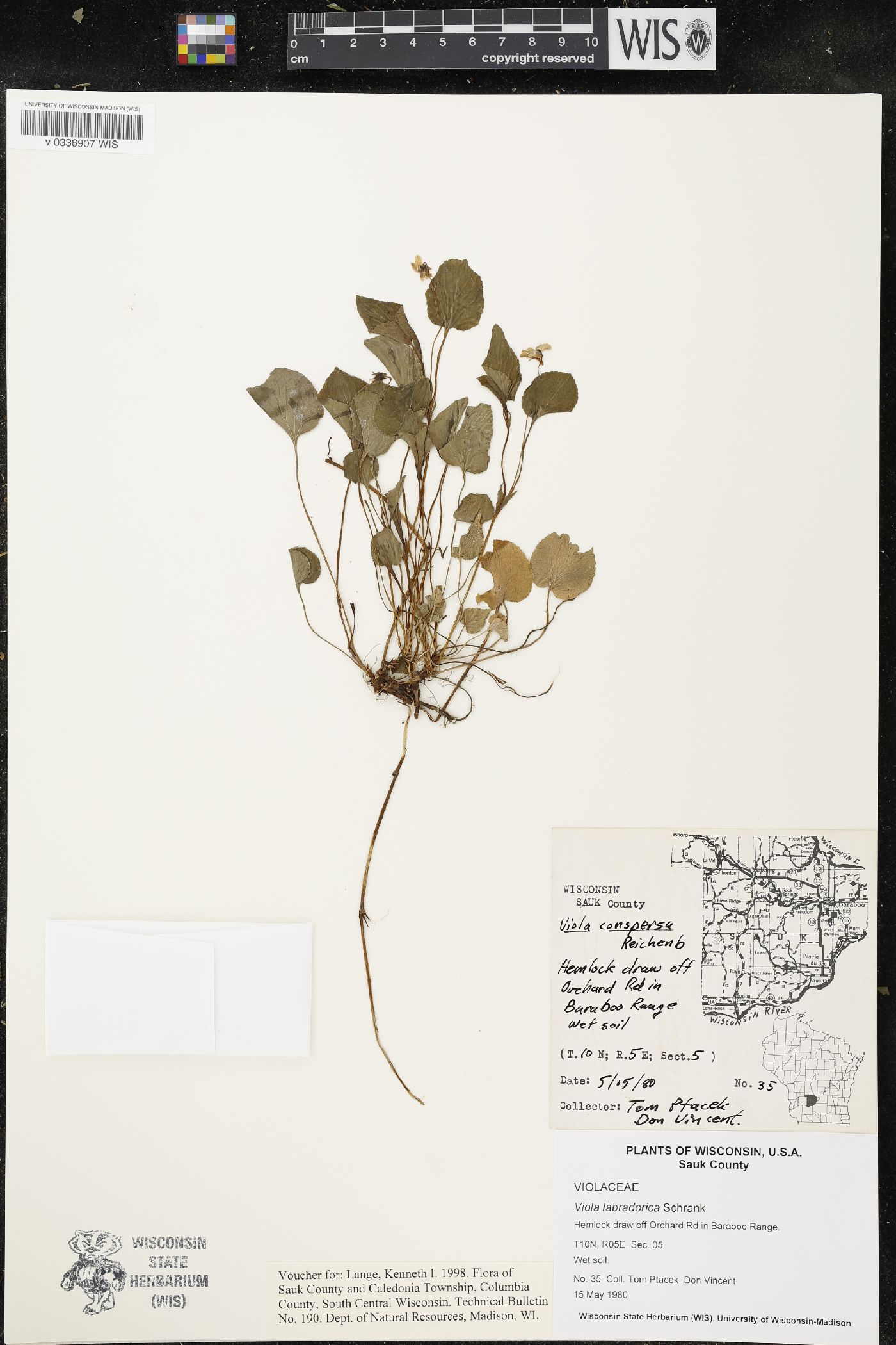 Viola labradorica image
