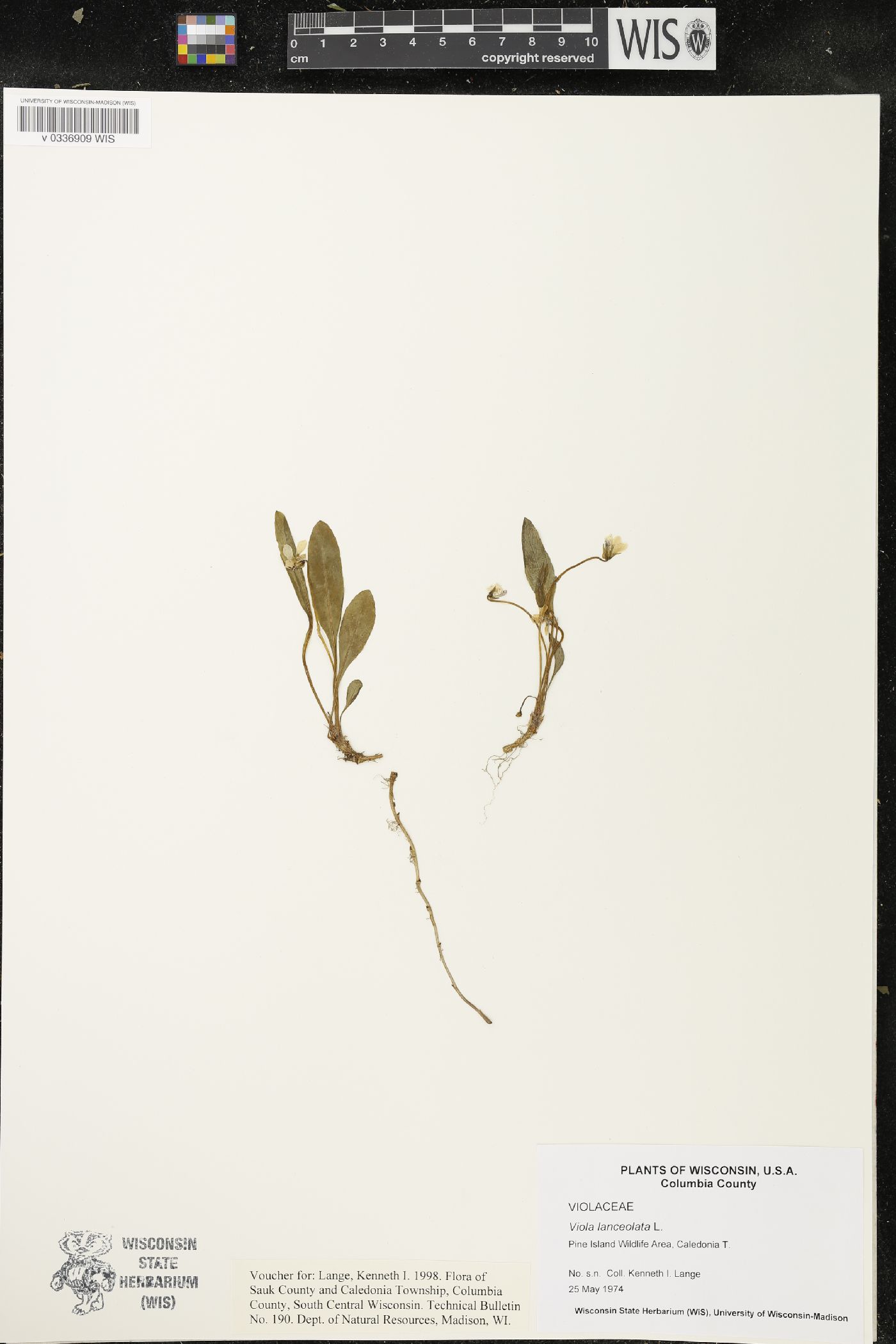 Viola lanceolata image