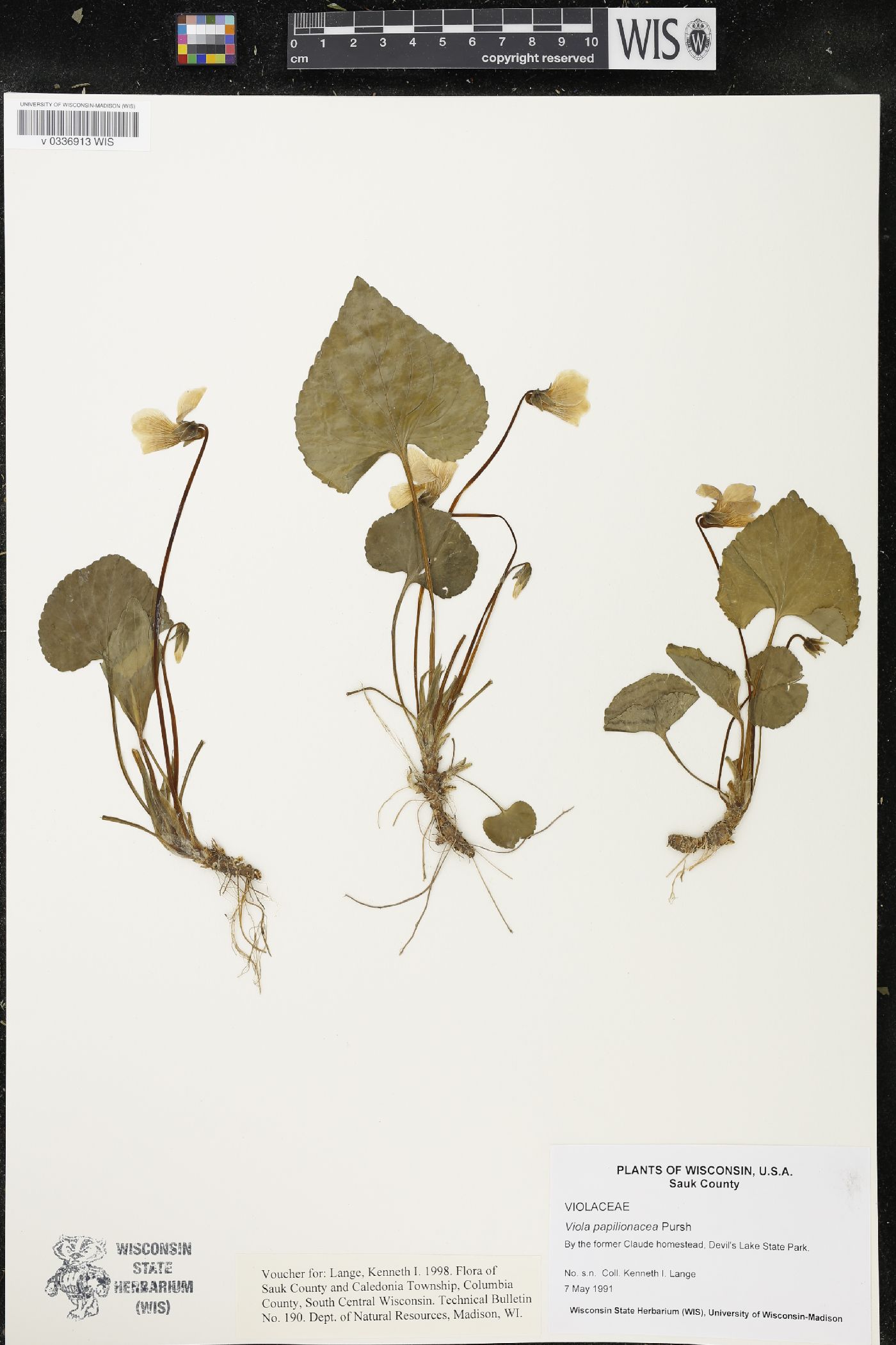 Viola sororia image