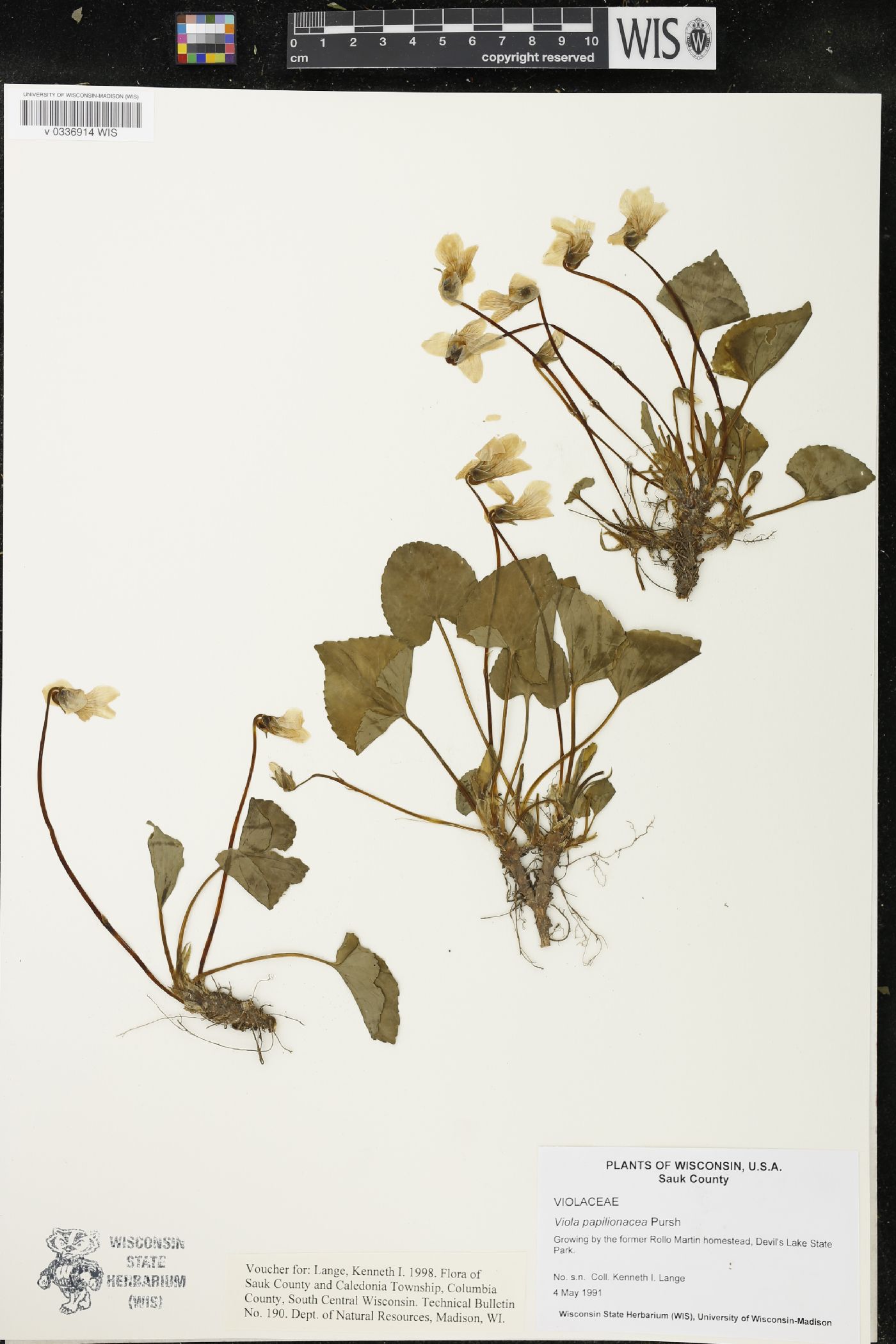 Viola sororia image