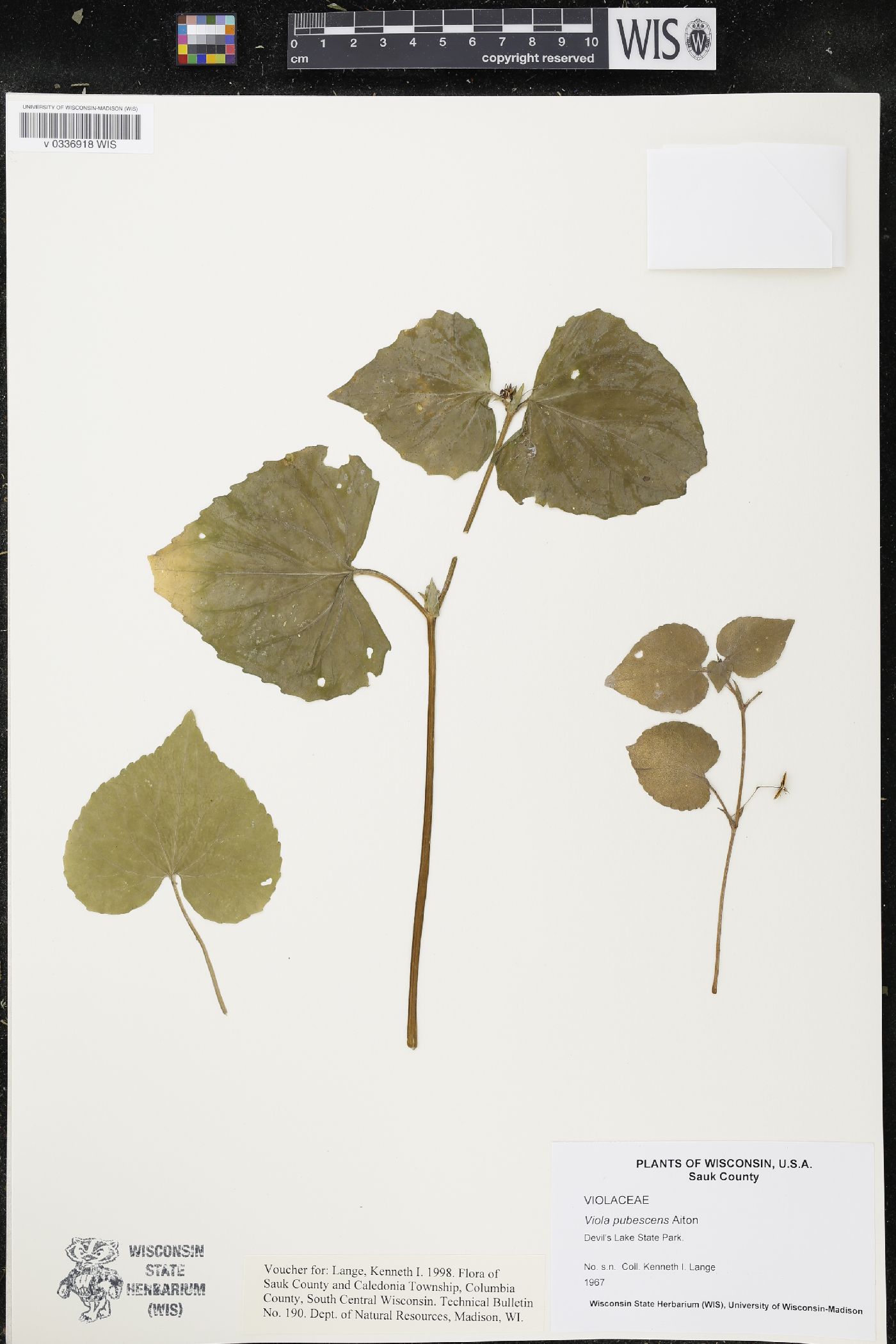 Viola pubescens image