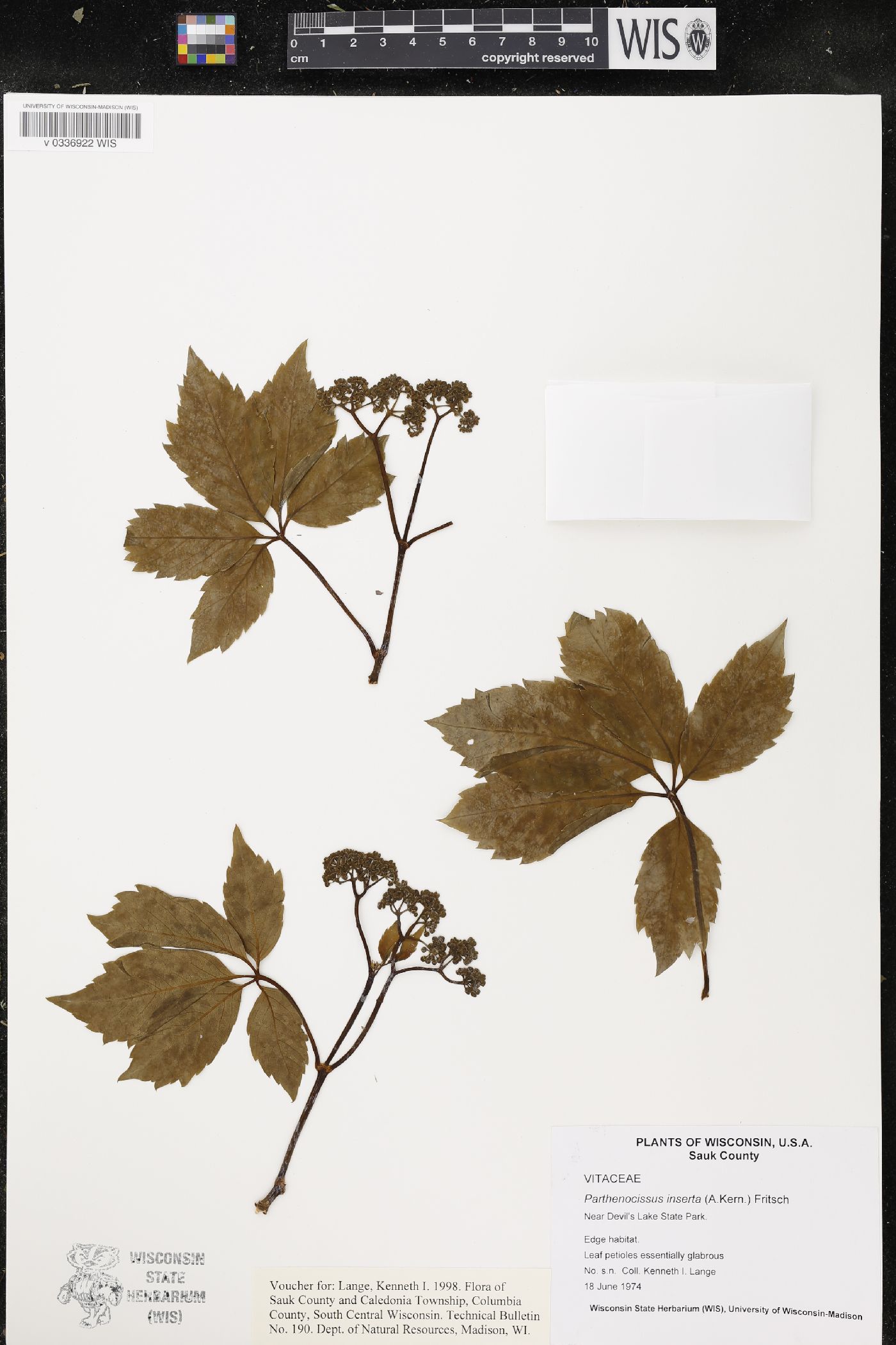Parthenocissus inserta image