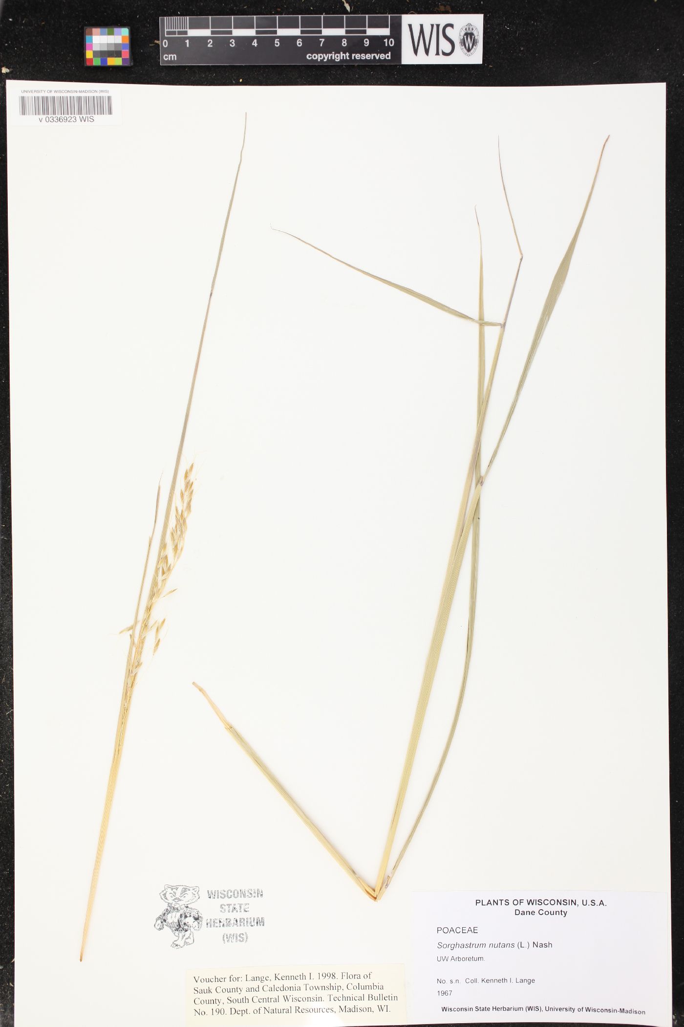 Sorghastrum nutans image