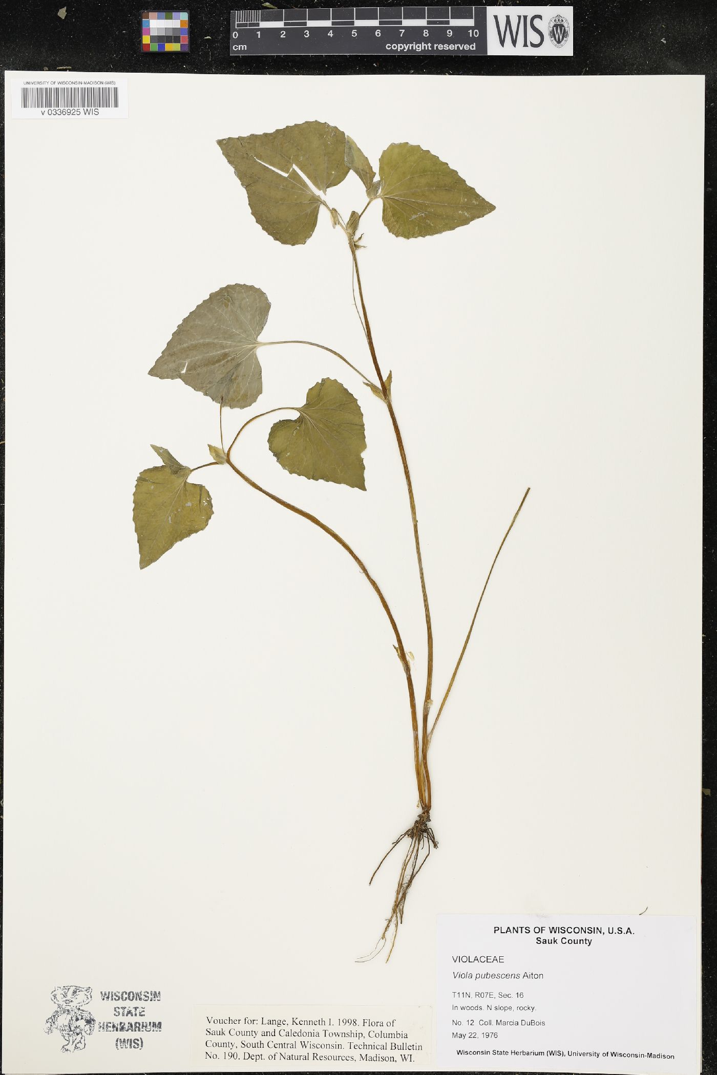 Viola pubescens image