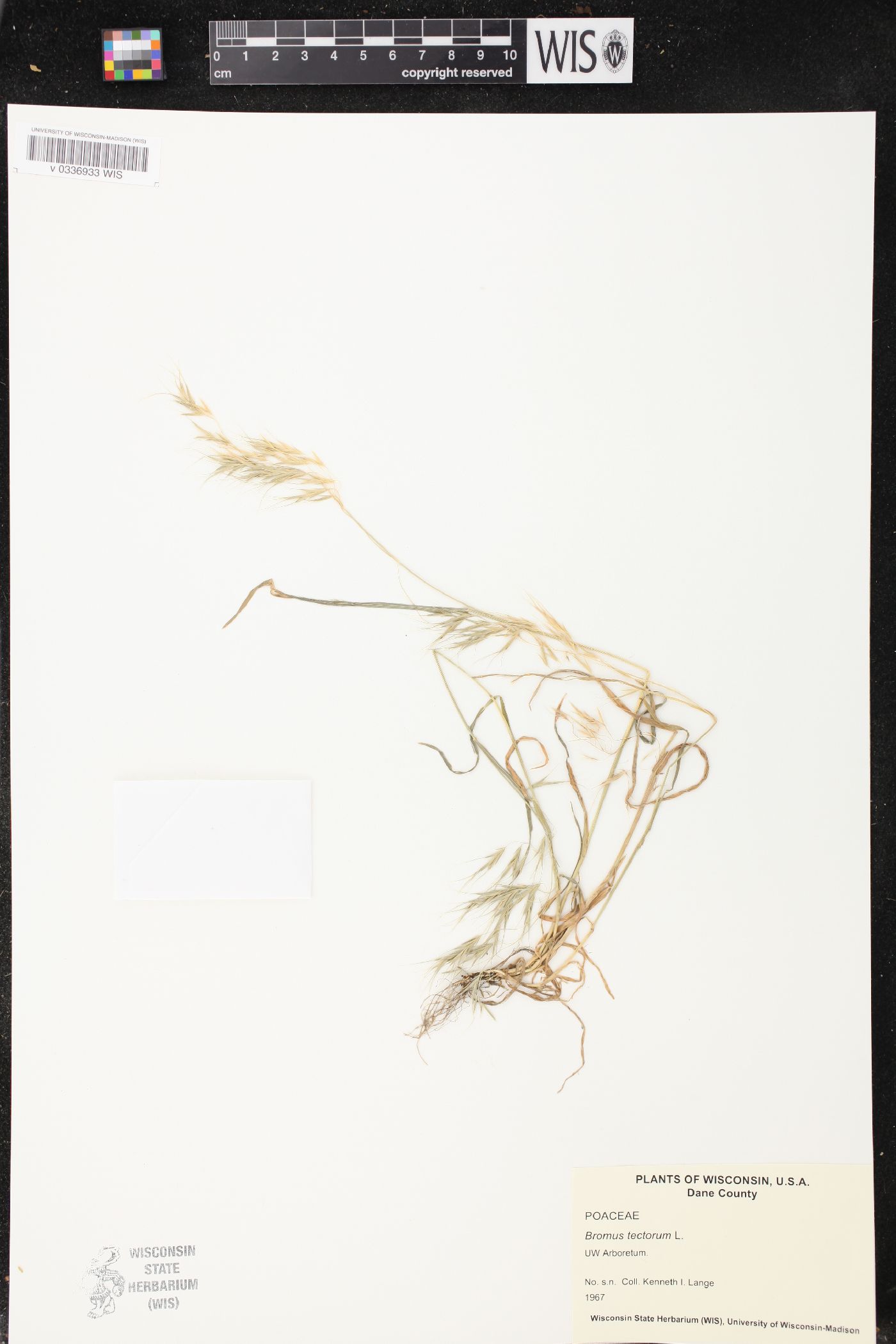 Bromus tectorum image