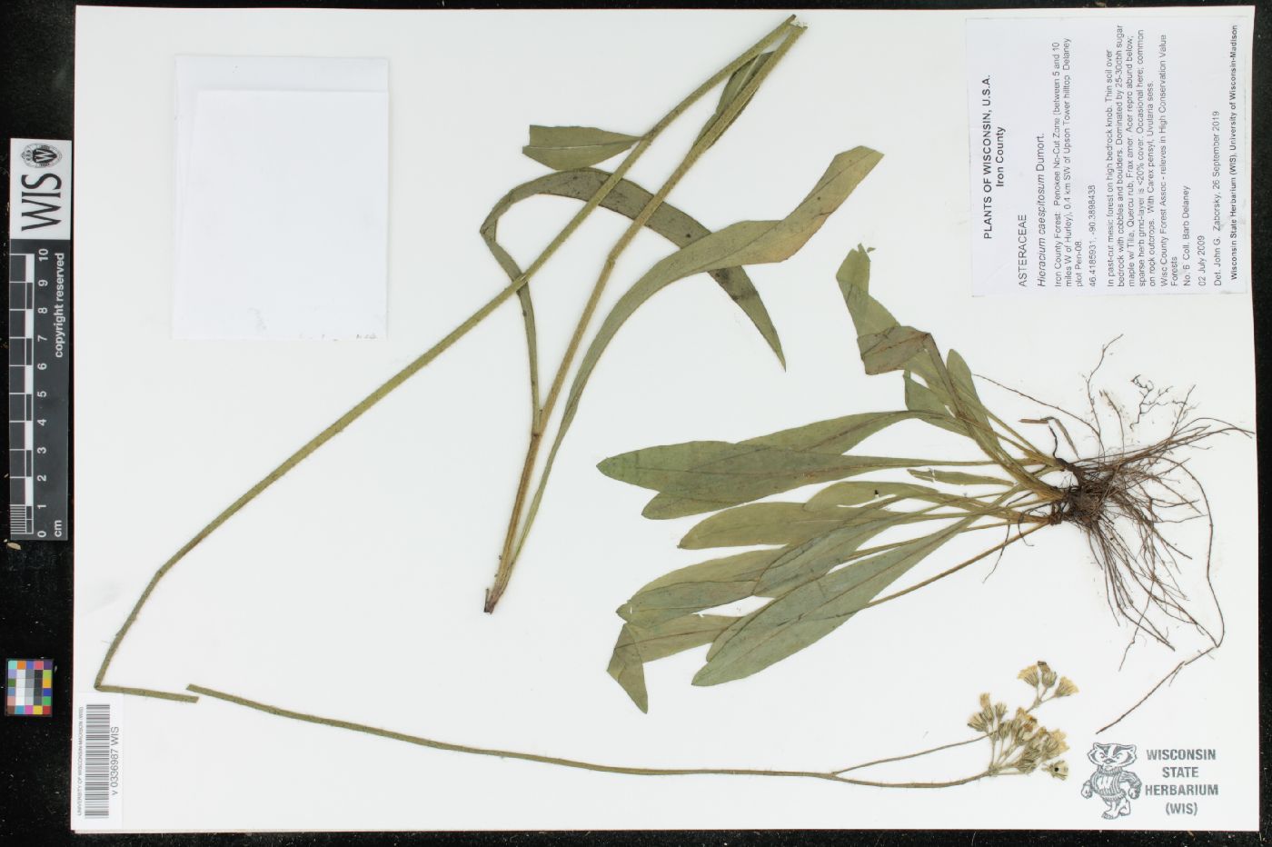 Hieracium caespitosum image