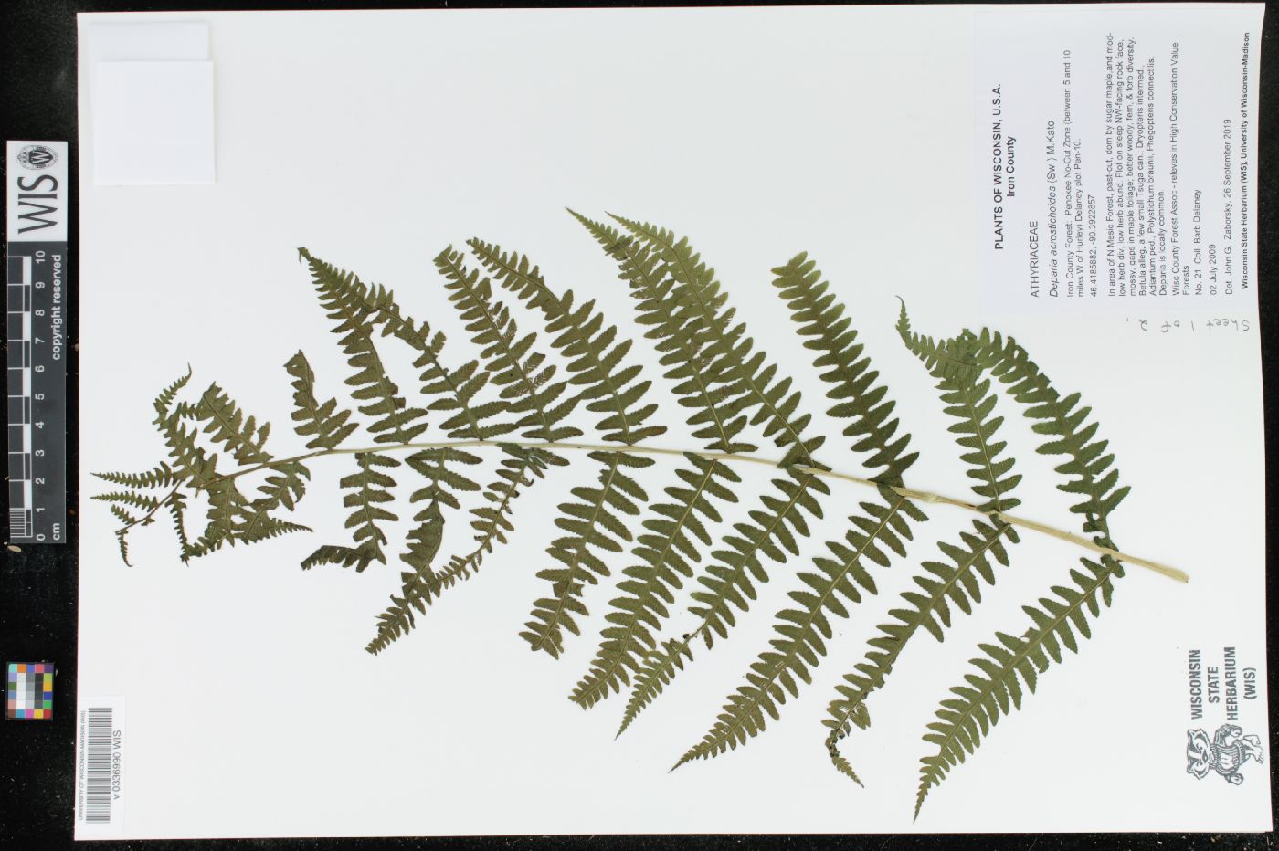 Deparia acrostichoides image