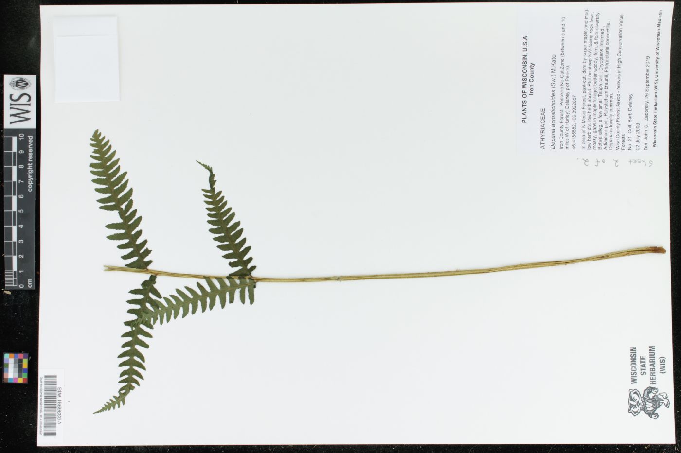 Deparia acrostichoides image