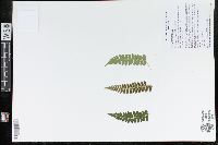 Polystichum braunii image