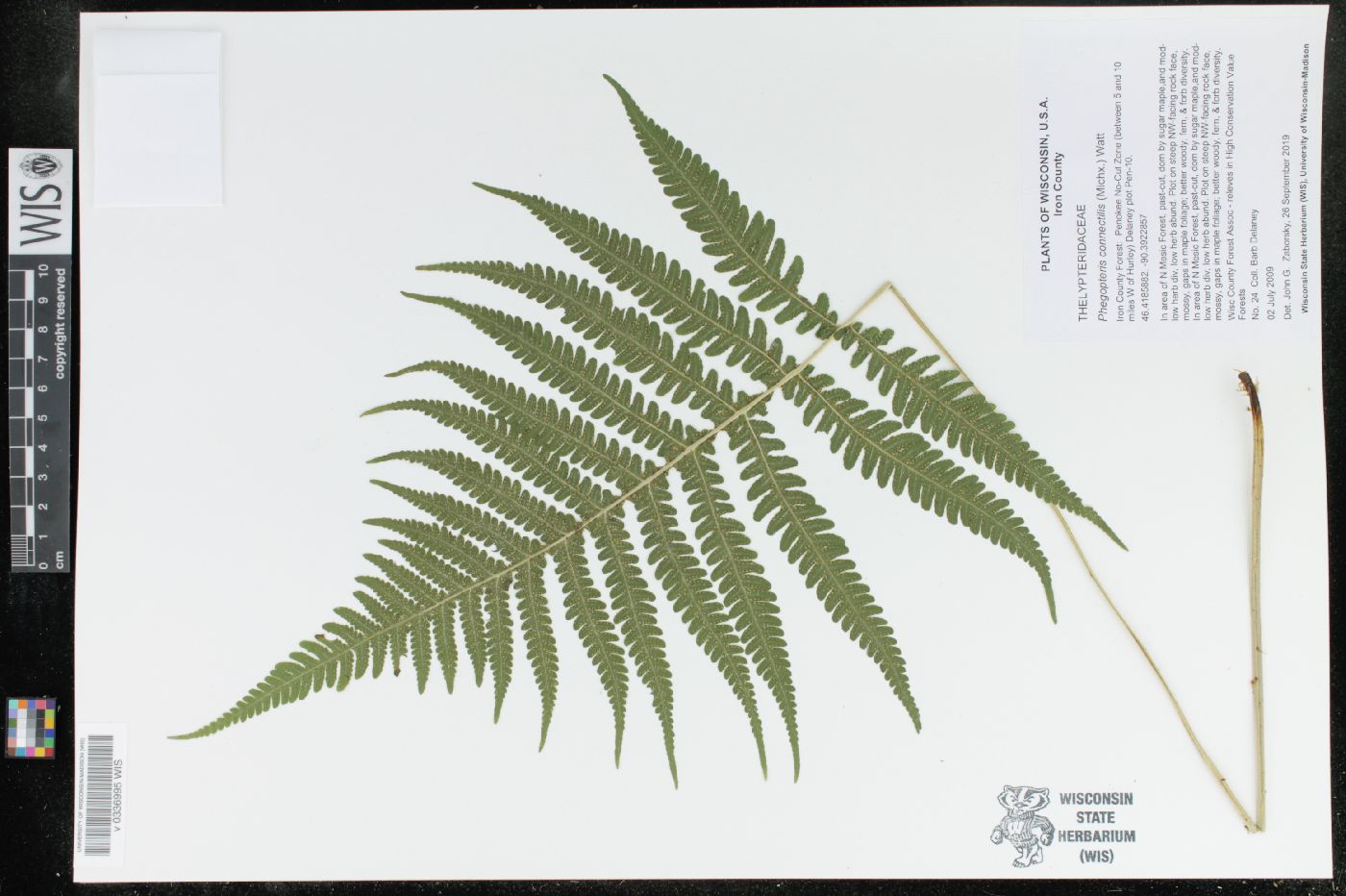 Phegopteris connectilis image