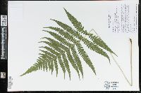 Phegopteris connectilis image
