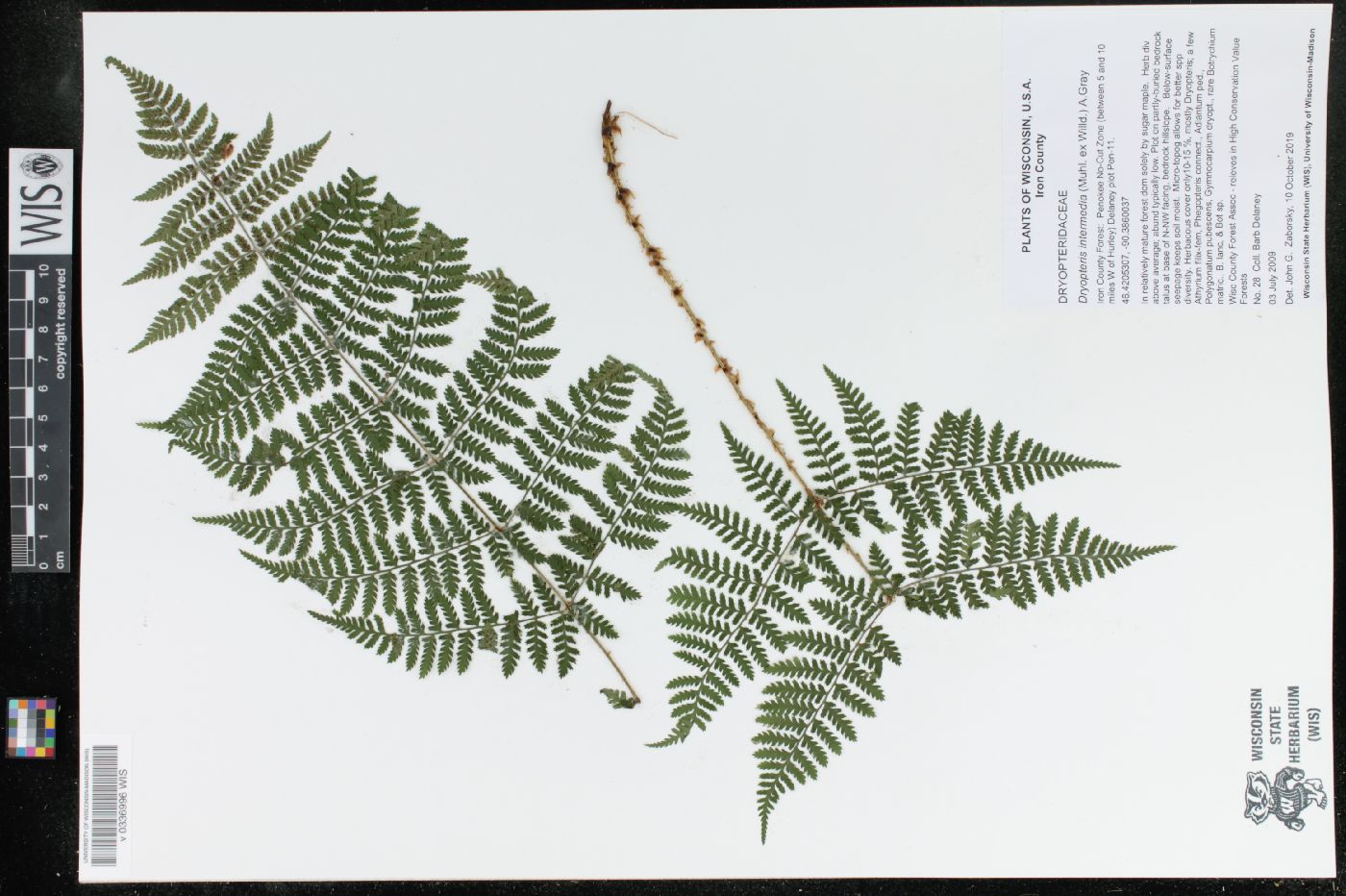 Dryopteris intermedia image