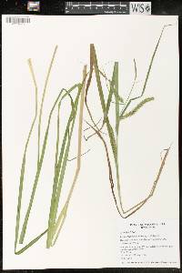 Carex schweinitzii image