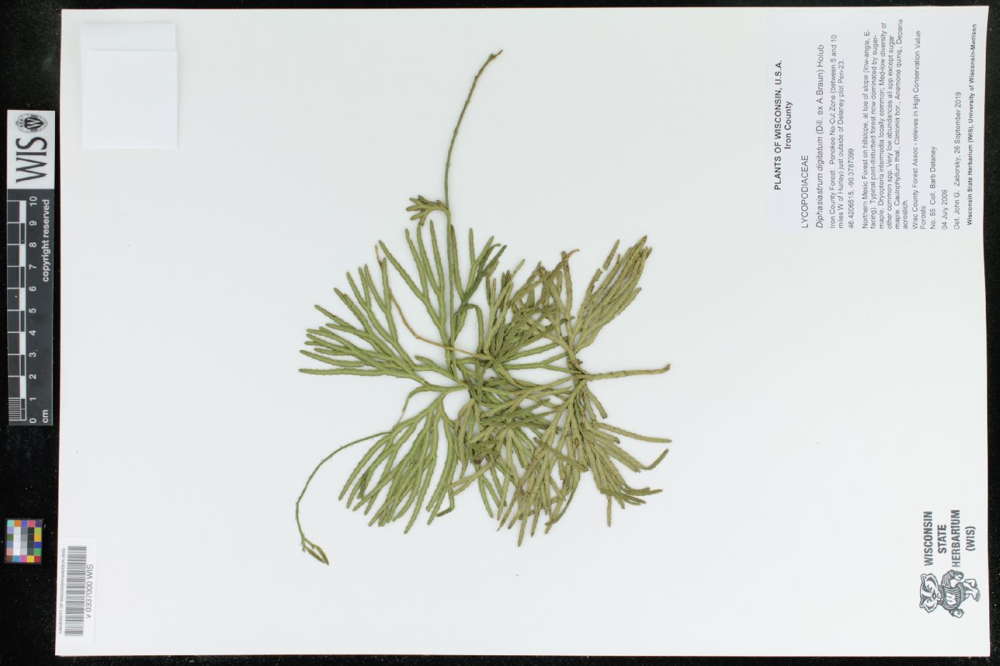 Diphasiastrum digitatum image